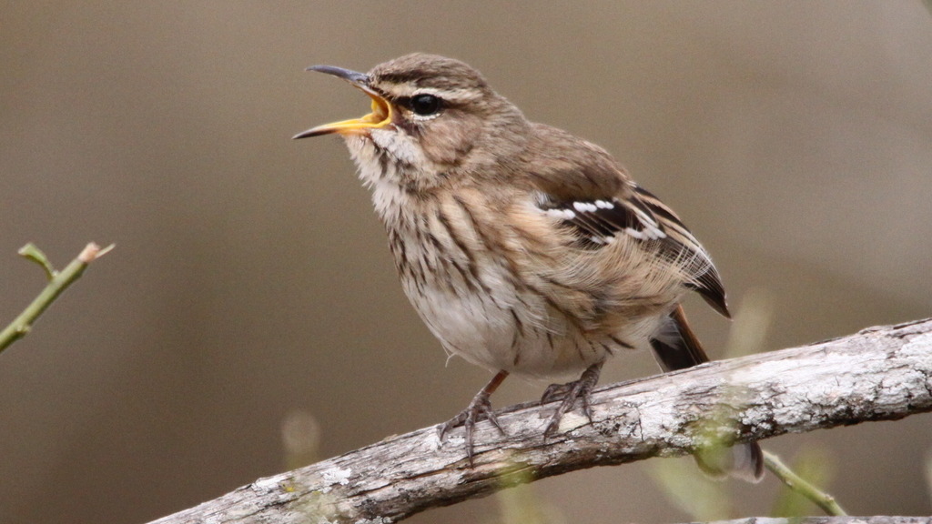 White-browed scrub-robin singing from a branch