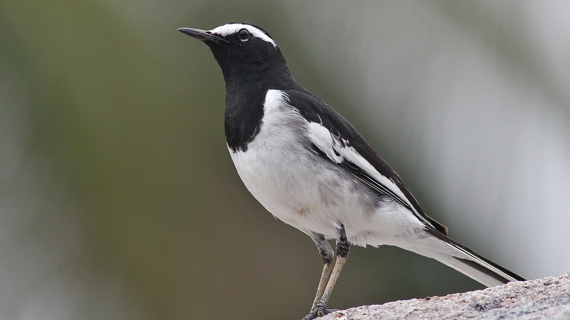 White-browed Wagtail at Ranganathittu Bird Sanctuary, India