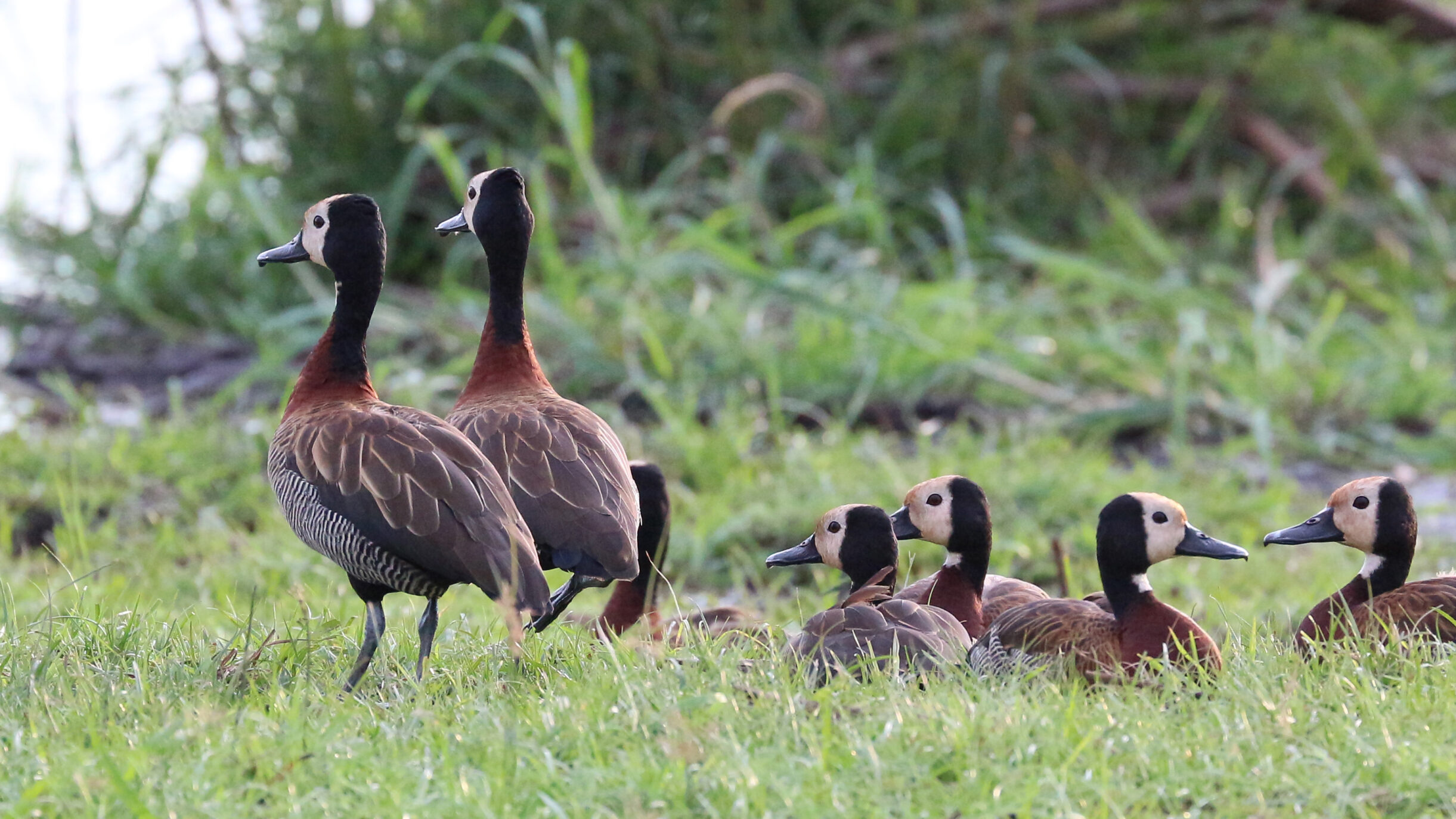 Group of white-faced whistling-ducks near Victoria Falls, Zimbabwe