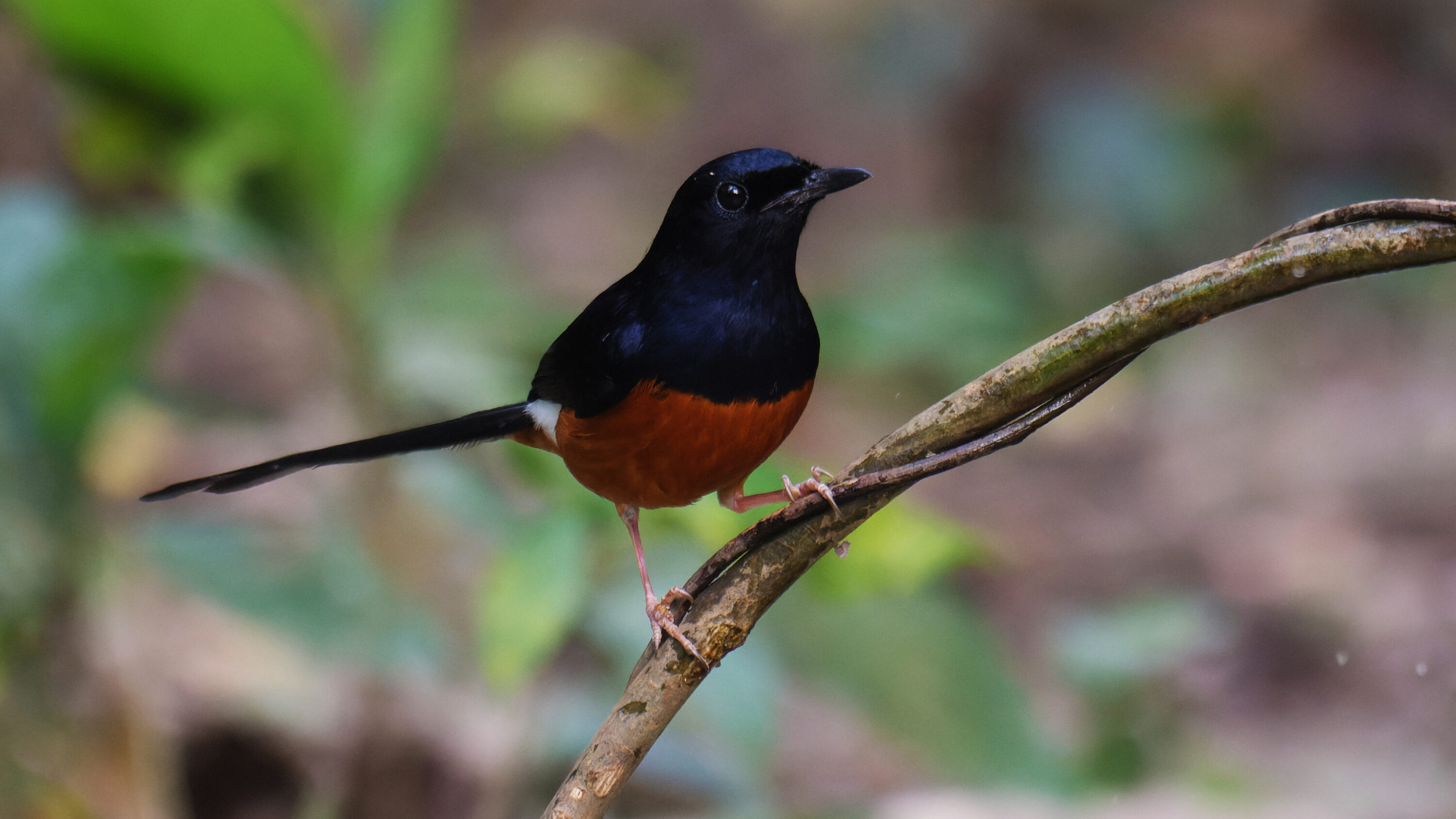 White-rumped Shama in Buxa Tiger Reserve, India
