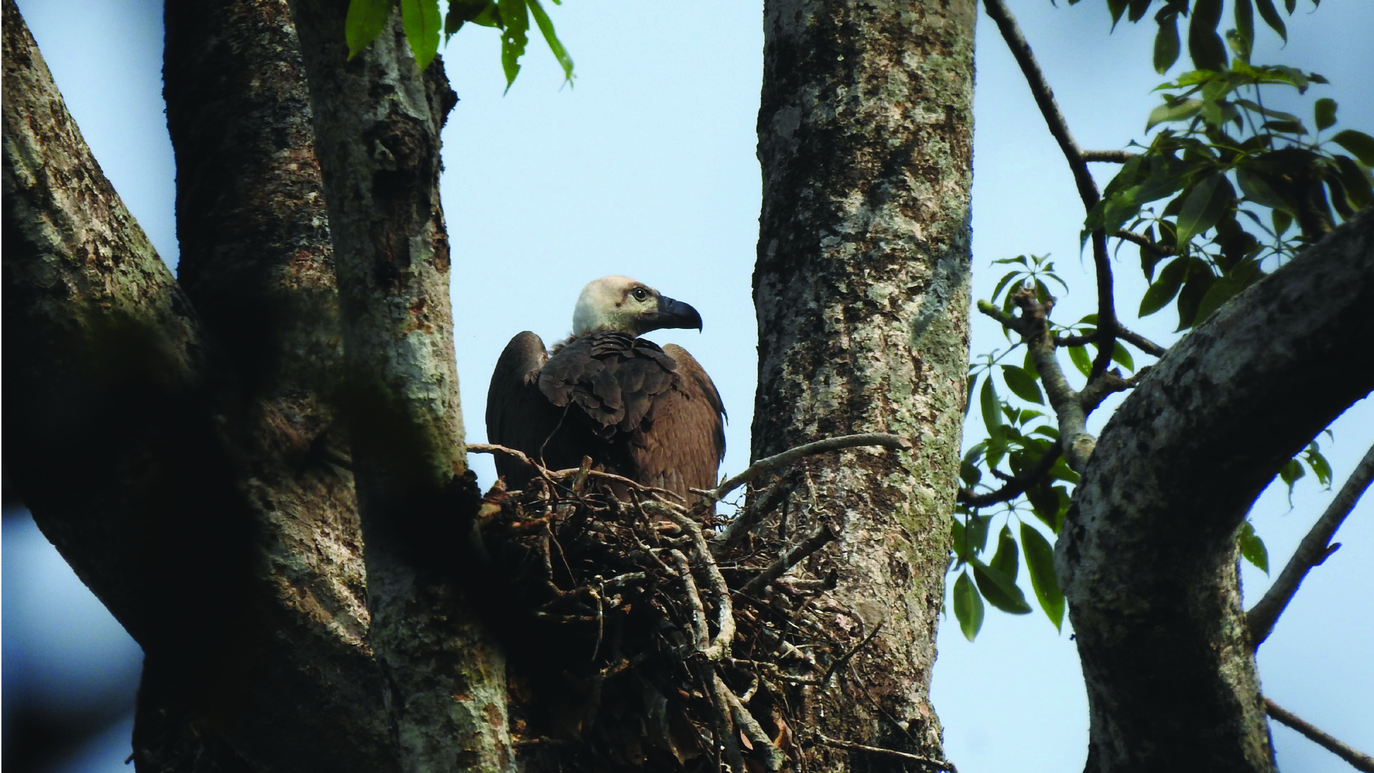 White-rumped Vulture nestling in its nest in Buxa Tiger Reserve