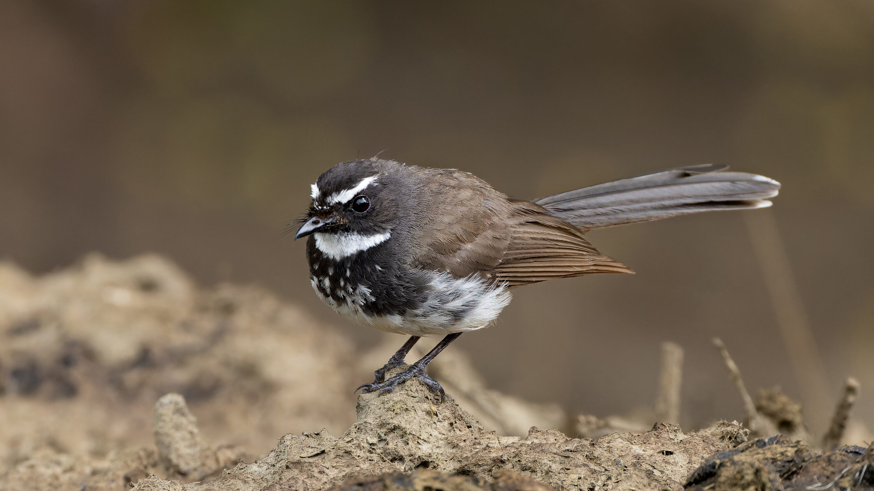White-spotted Fantail on the ground in Saswad, Maharashtra, India