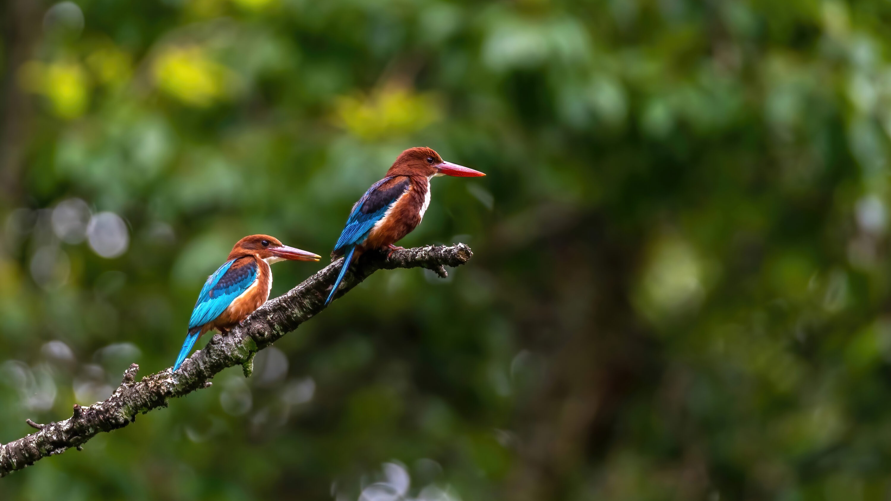 Two white-throated kingfishers perched on a branch