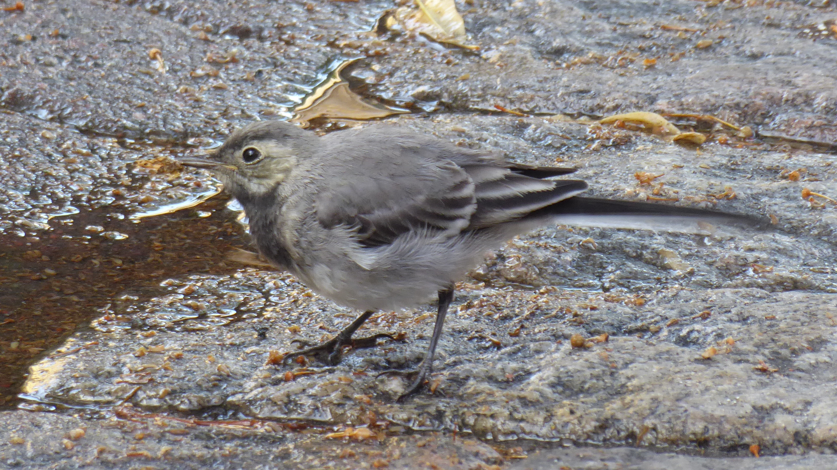 White wagtail in an urban setting in Helsinki, Finland