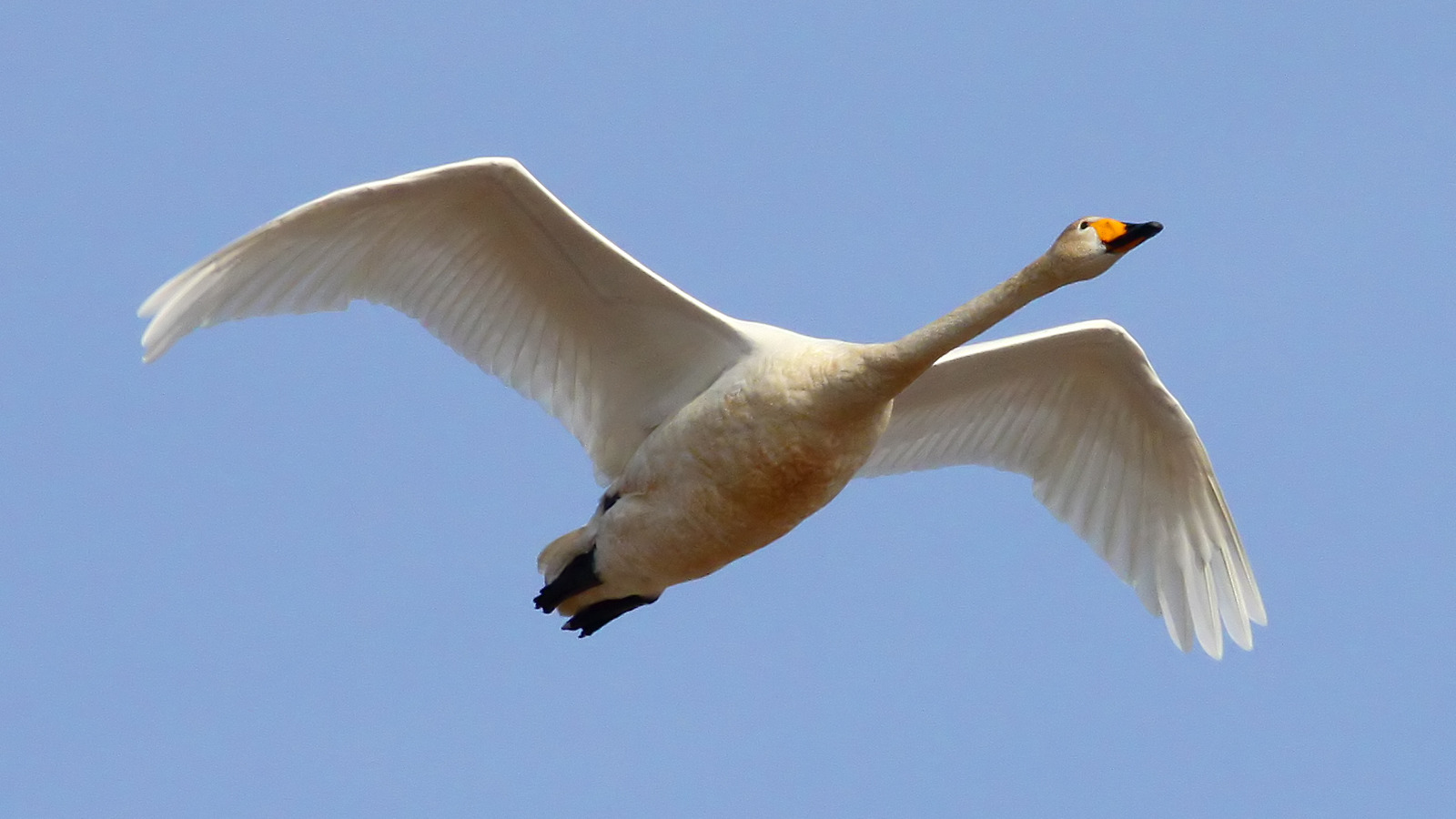 Whooper swan in flight