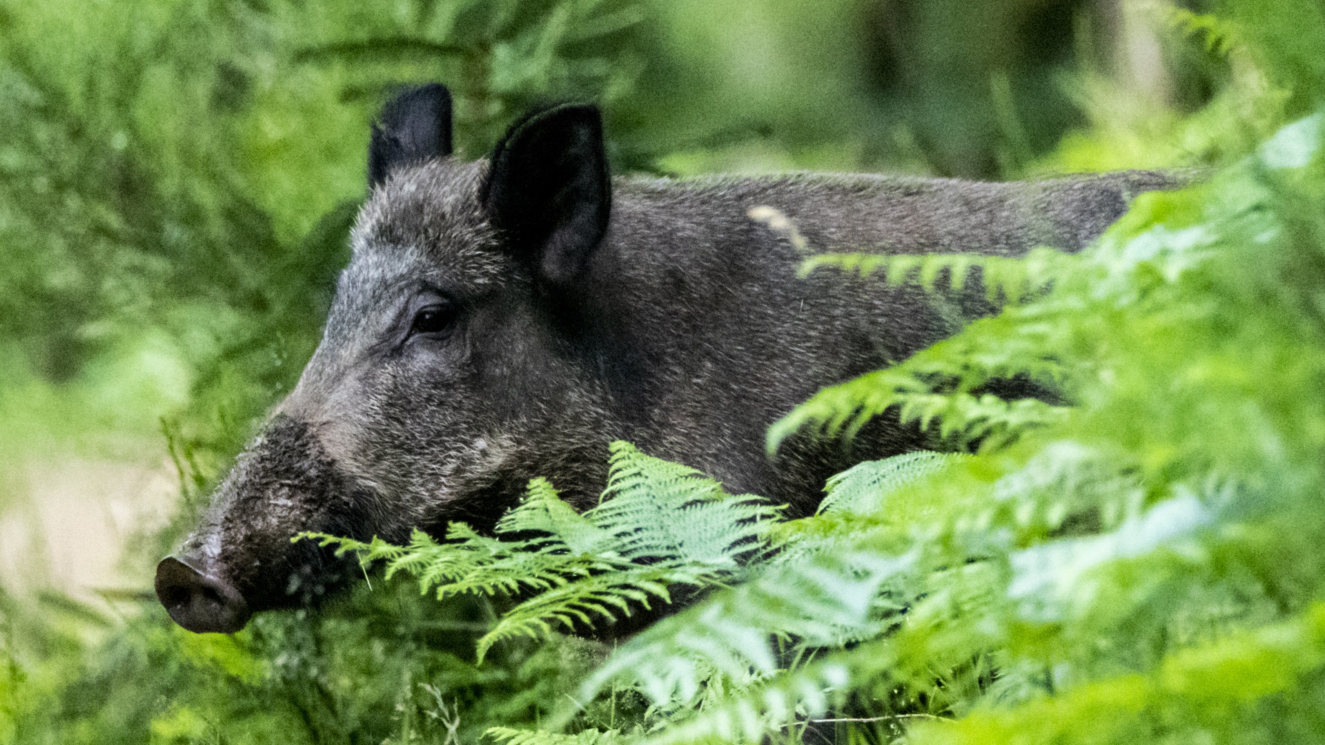 Wild boar looking out from ferns in woodland