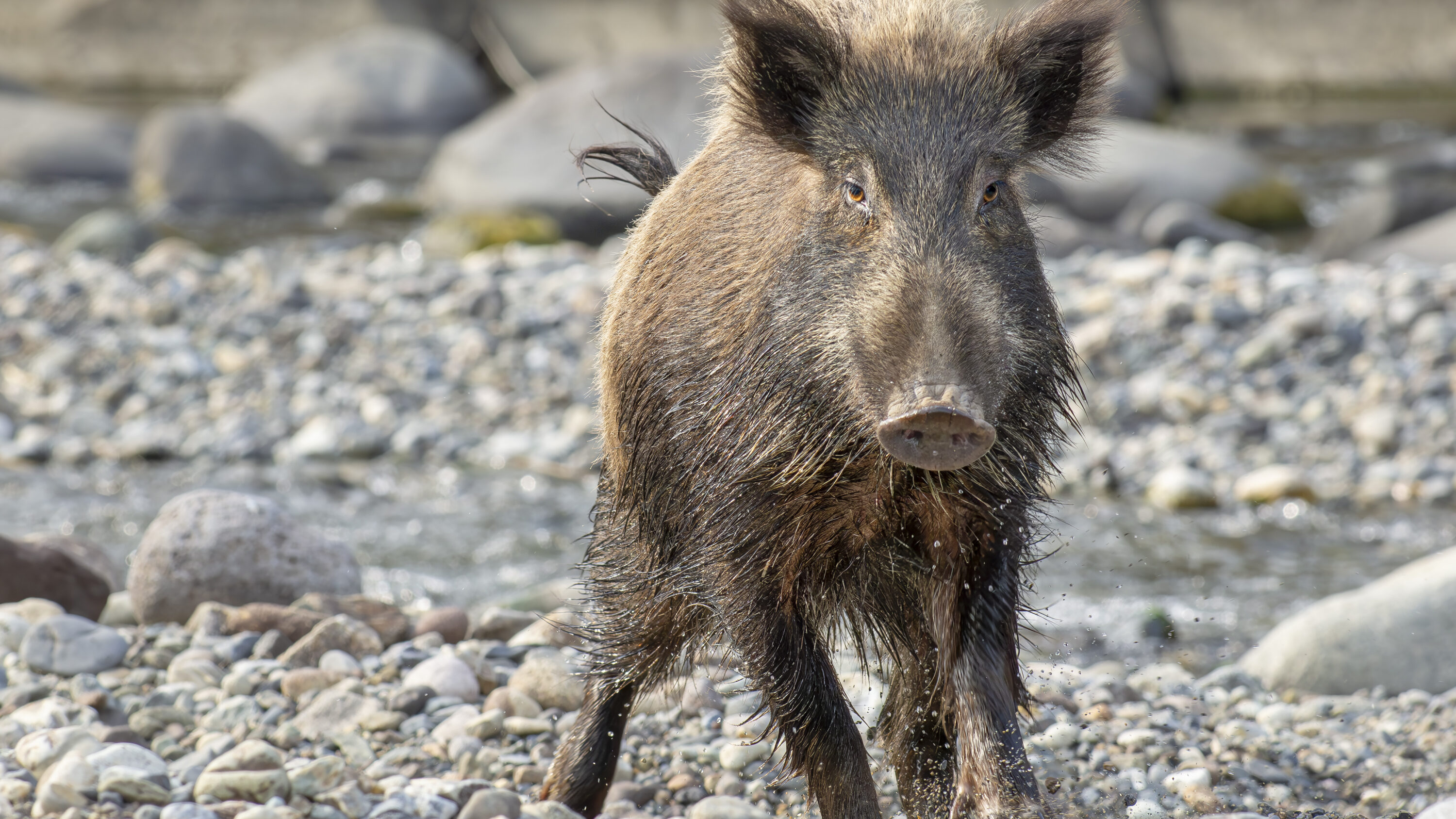 Wild boar standing on a riverbank in Gunma Prefecture, Japan