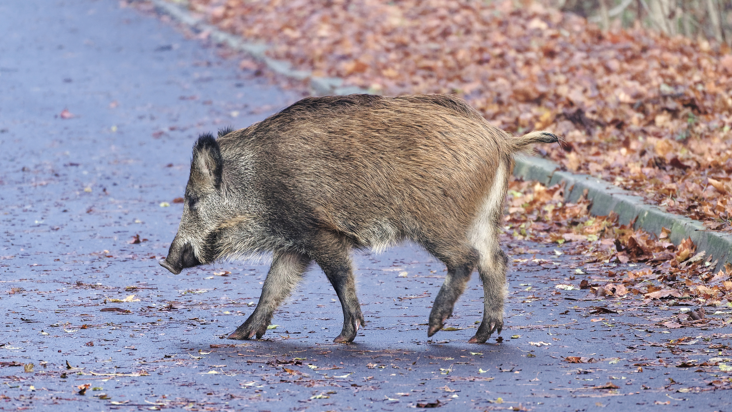 Wild boar walking along a path in Kraków, Poland