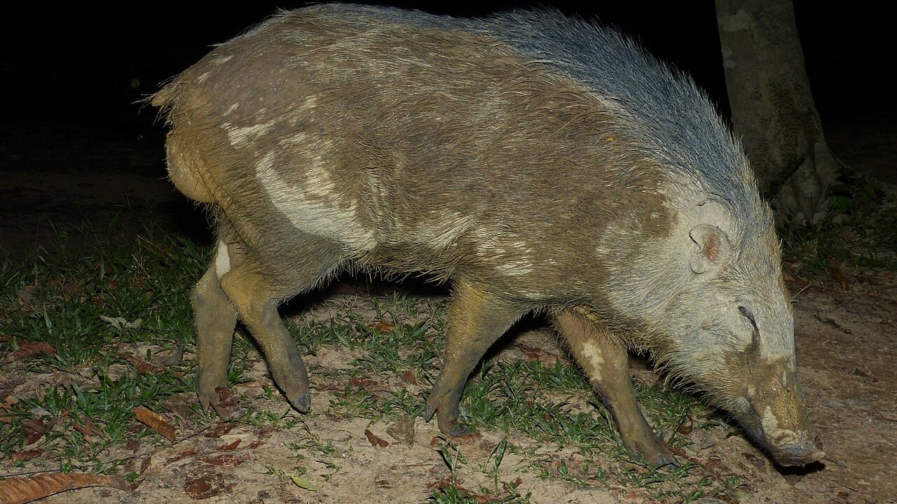 Wild boar foraging in Taman Negara National Park, Malaysia
