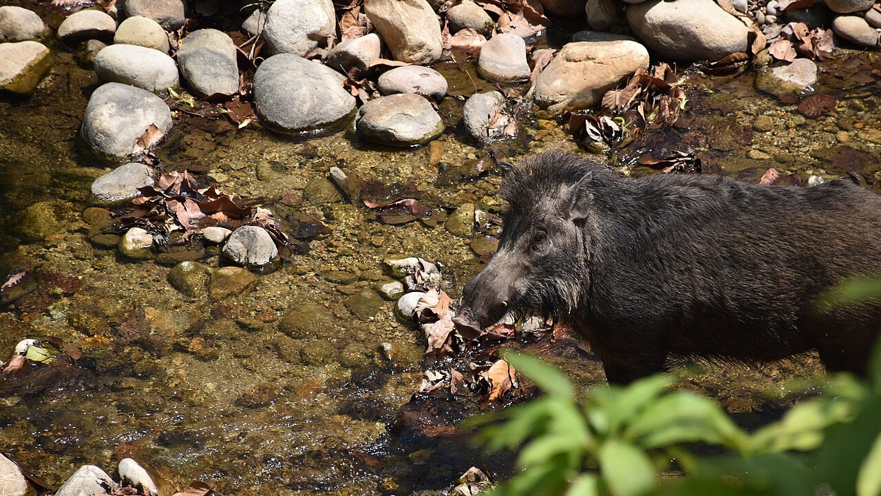 Wild boar standing in natural vegetation