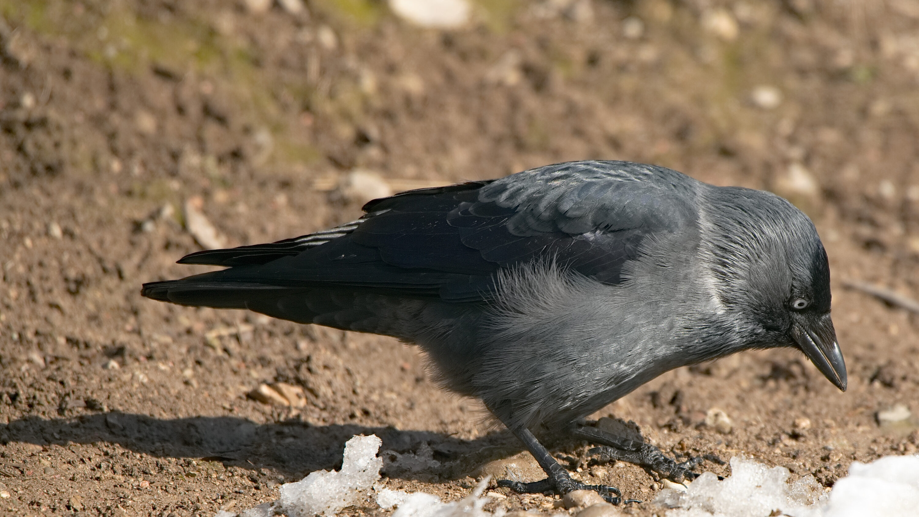 Wild Eurasian jackdaw feeding on snow-free ground