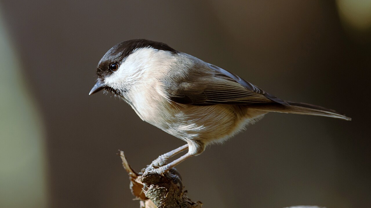 Willow tit perched on a broken branch