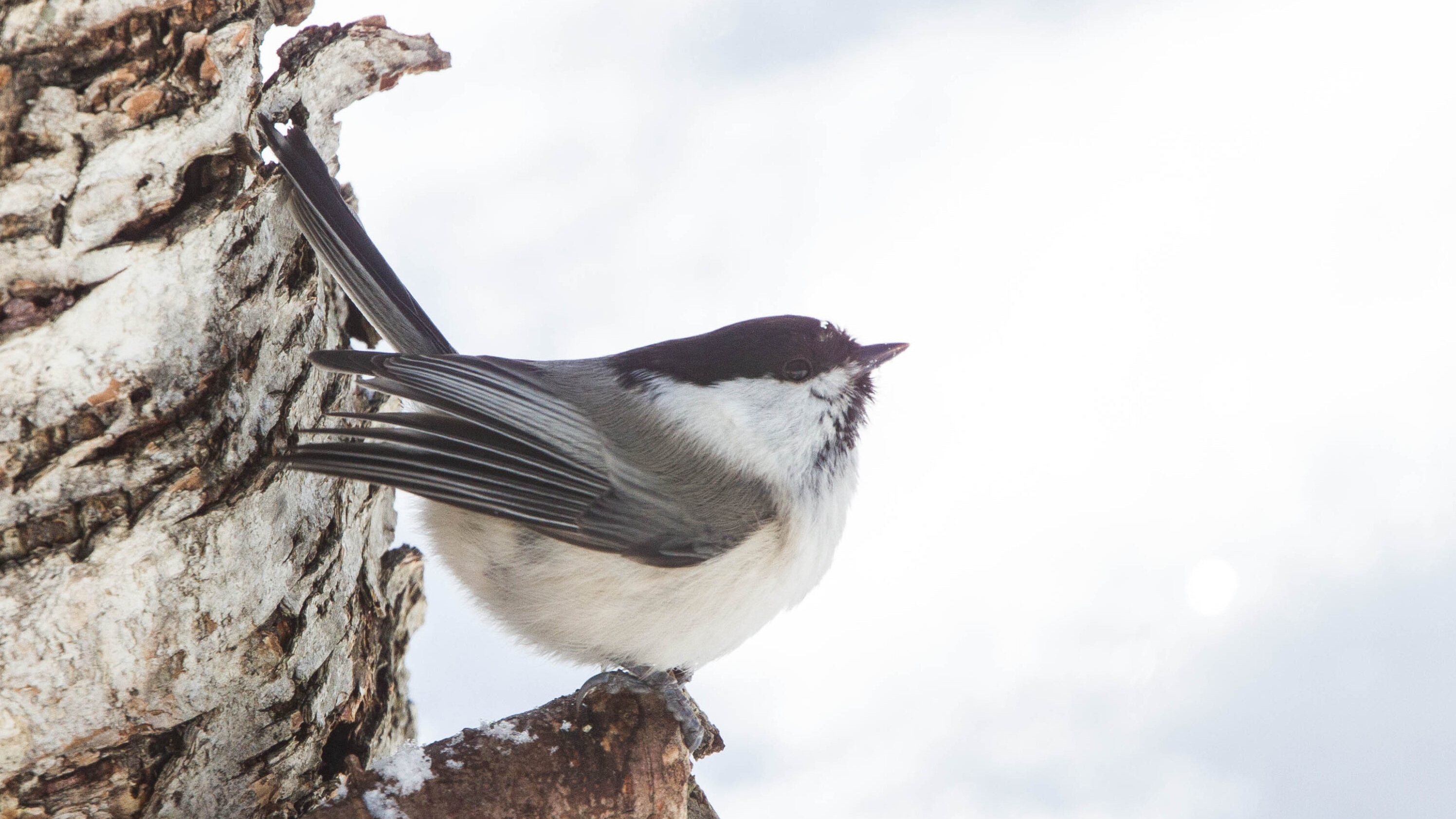 Willow tit perched on a birch trunk in Finland