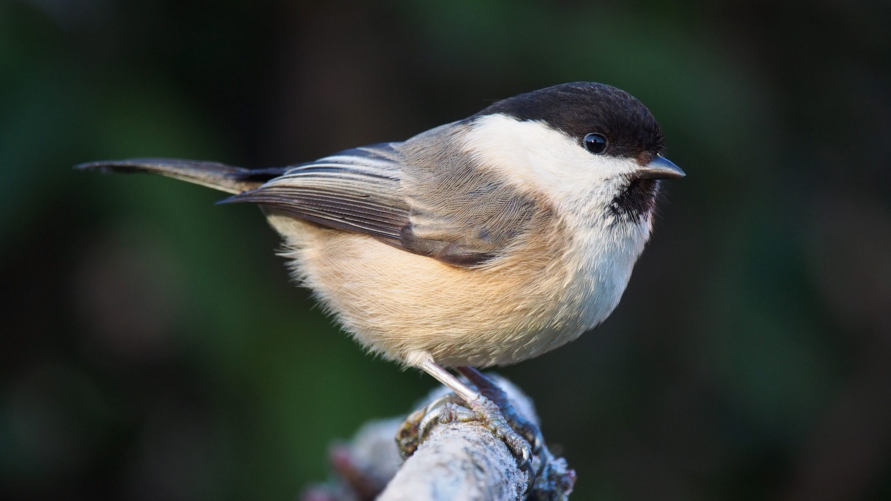 Wild willow tit perched on a branch in Lancashire