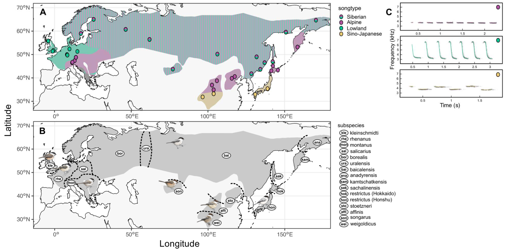 Maps and spectrograms of willow tit song types