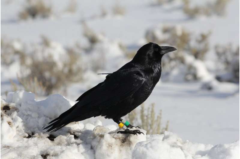 GPS-tagged common raven standing in snow in Yellowstone