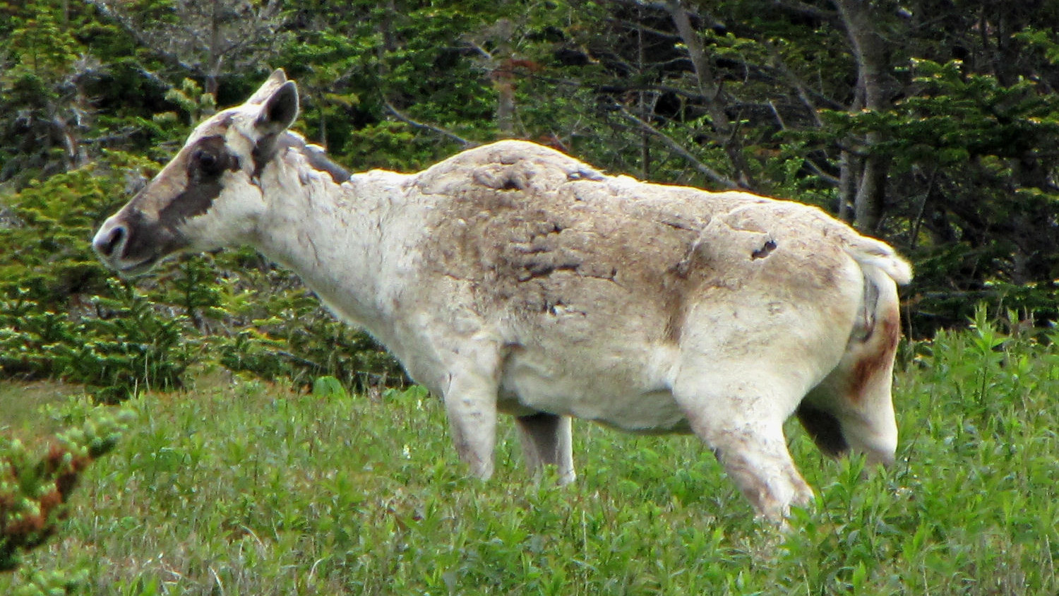 Female woodland caribou near Cape St. Mary's, Newfoundland and Labrador