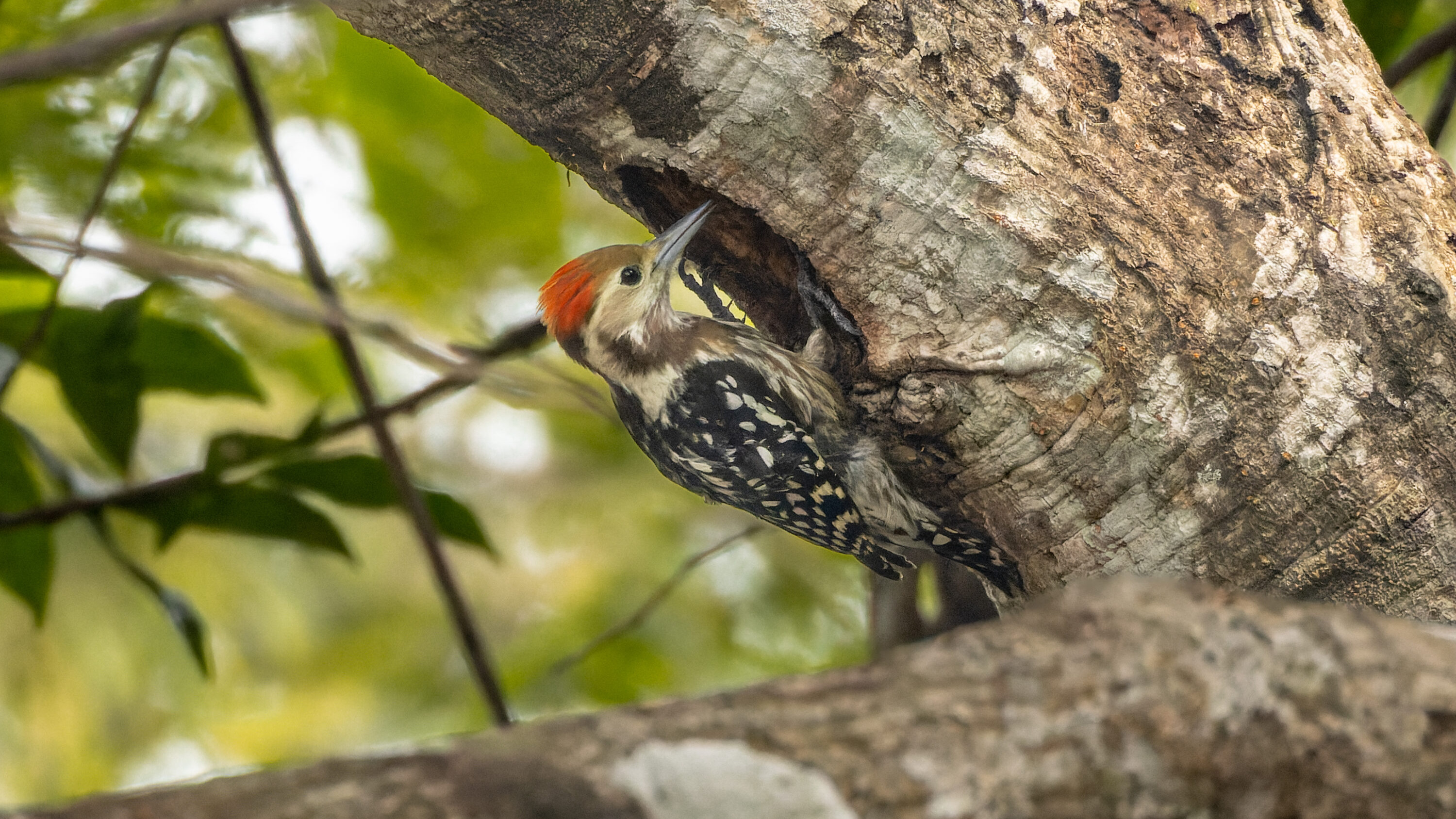 Yellow-crowned woodpecker in Kankrajhore, West Bengal, India