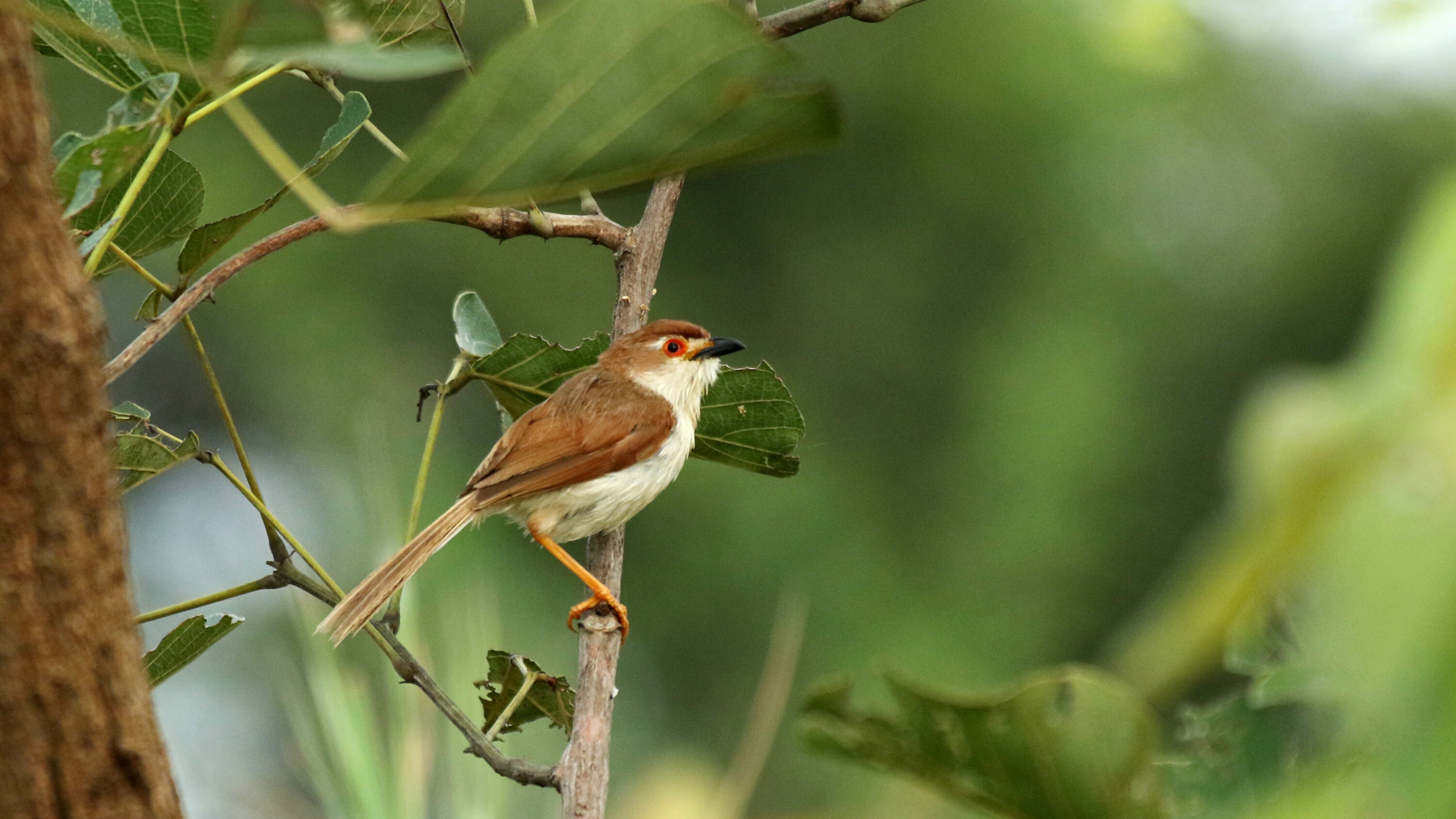 Yellow-eyed Babbler perched in vegetation