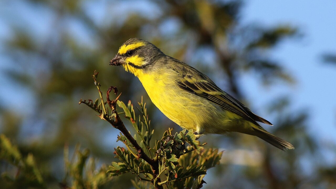 Yellow-fronted canary perched in Pilanesberg National Park