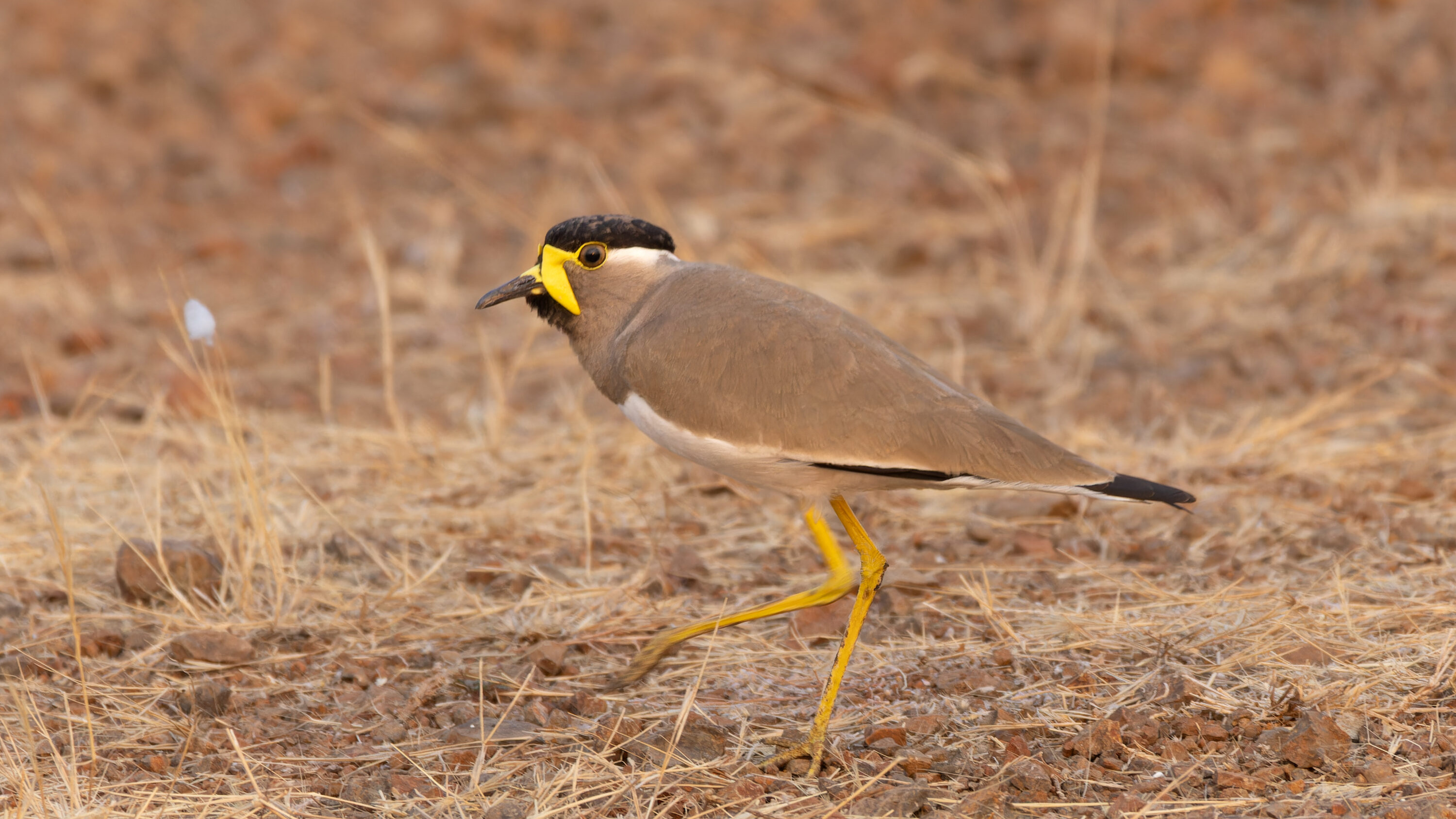 Yellow-wattled lapwing in India