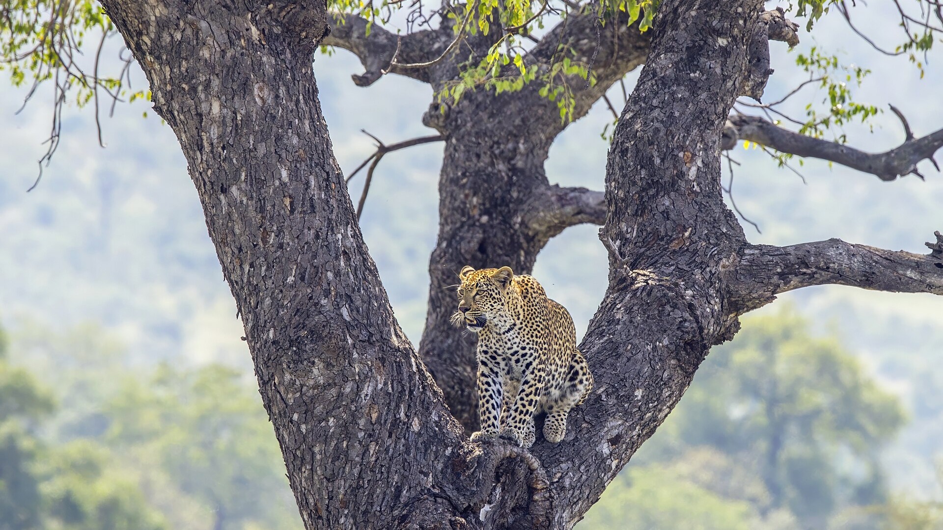 Young female leopard in a marula tree in Kruger National Park
