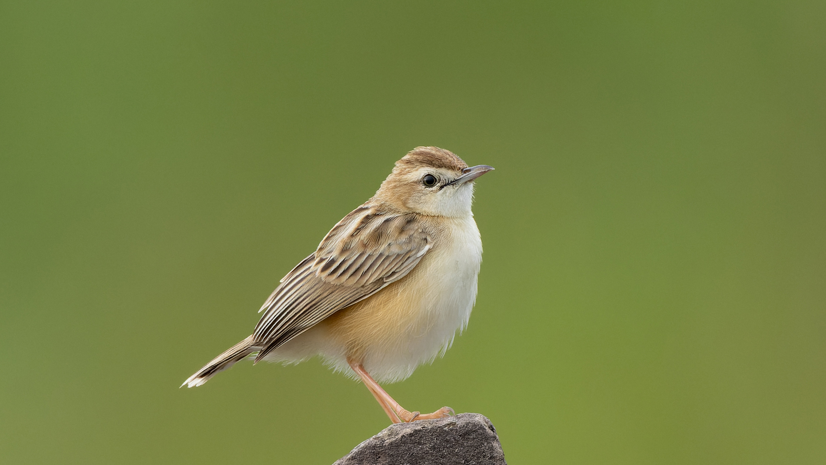 Zitting Cisticola perched in open habitat