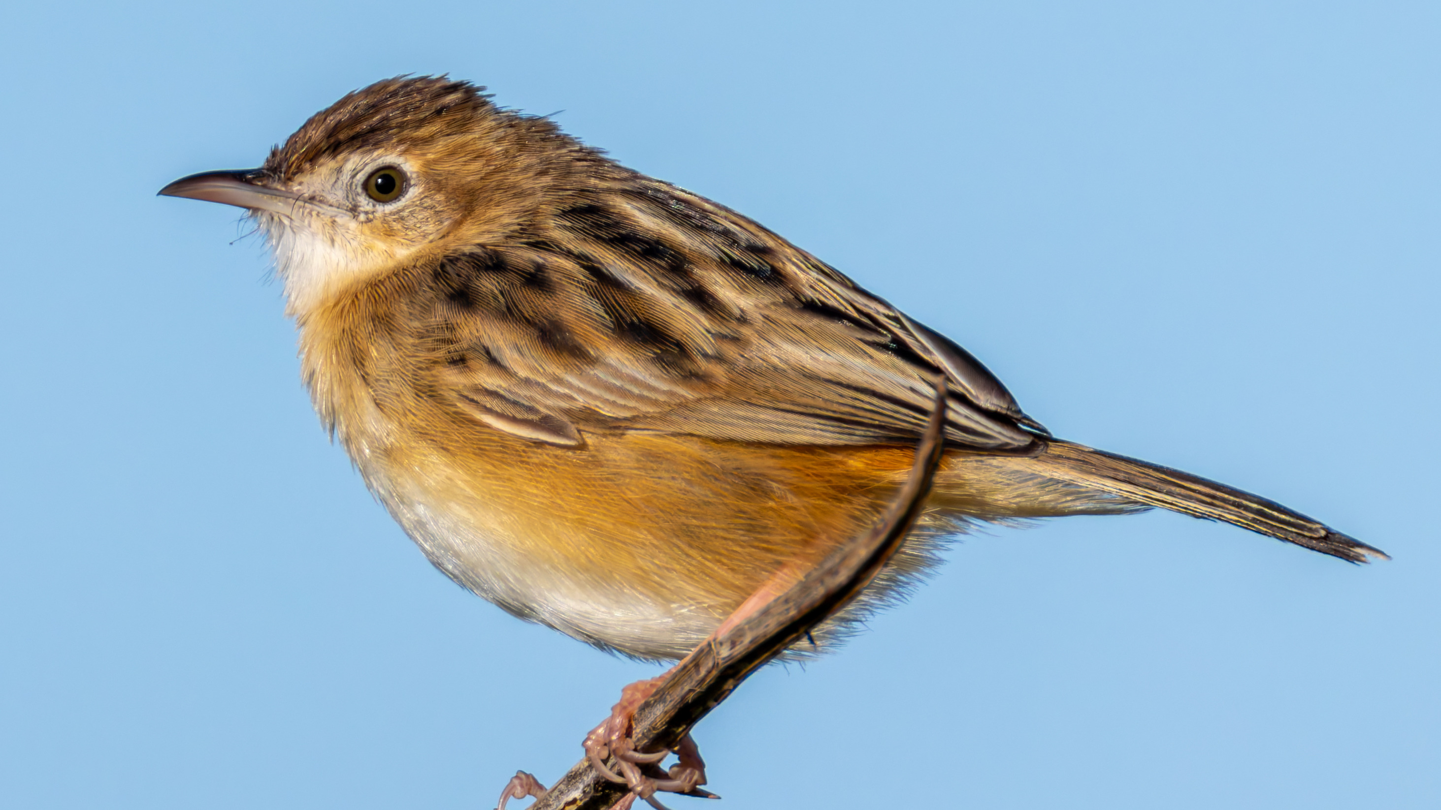 Zitting Cisticola perched on a branch against blue sky