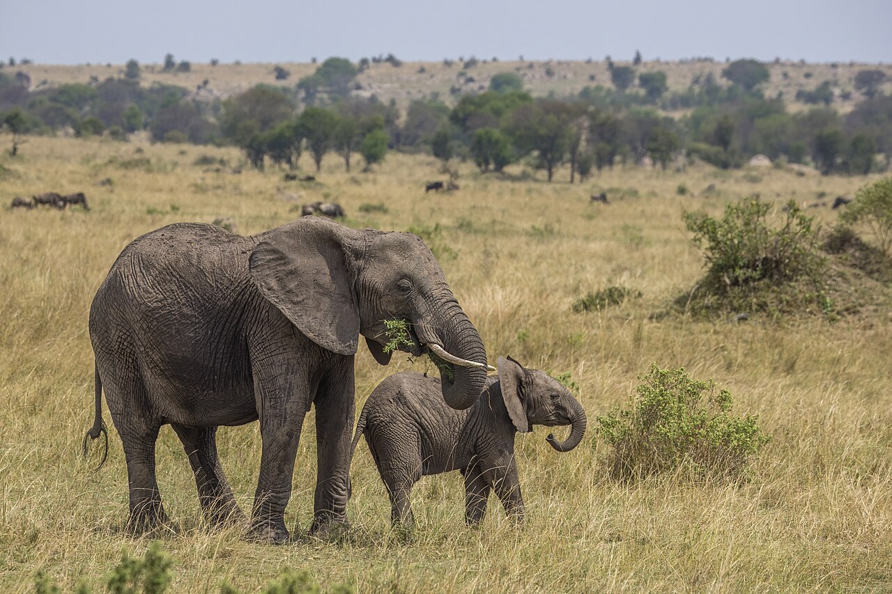 Female African bush elephant with calf in Serengeti National Park