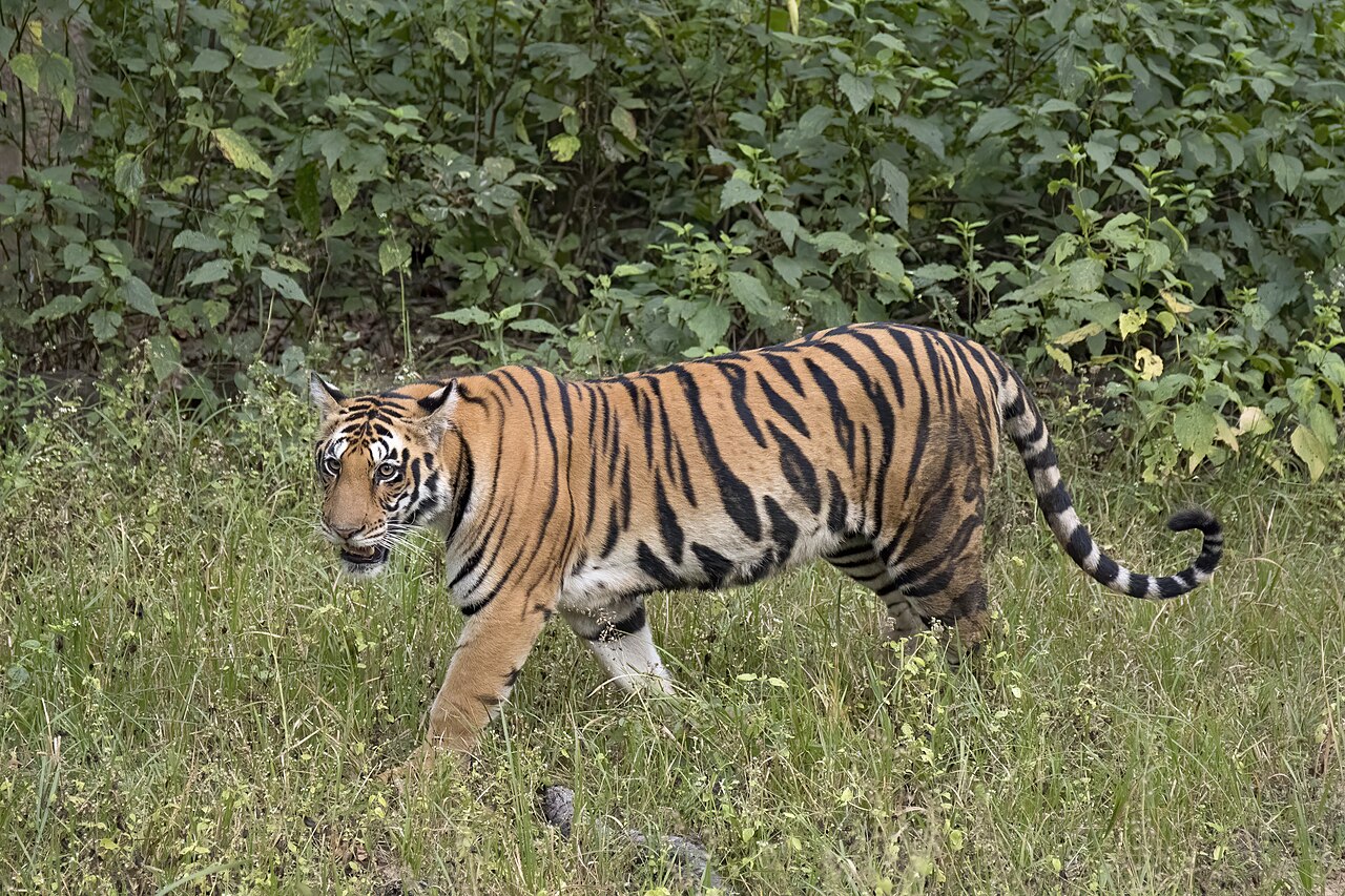 Wild tiger walking through natural grass and woodland habitat in Kanha National Park