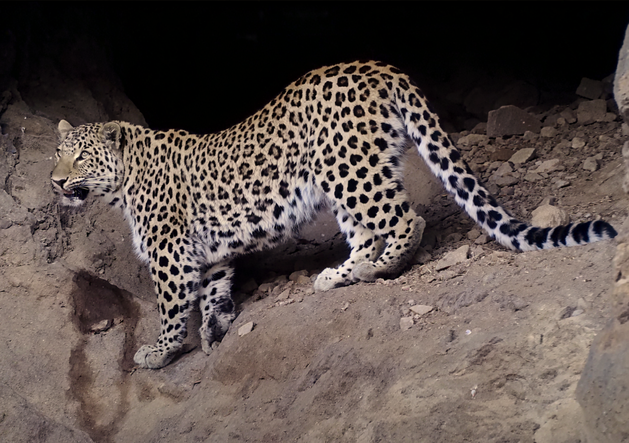Wild Persian leopard on a rocky slope photographed by camera trap in Armenia