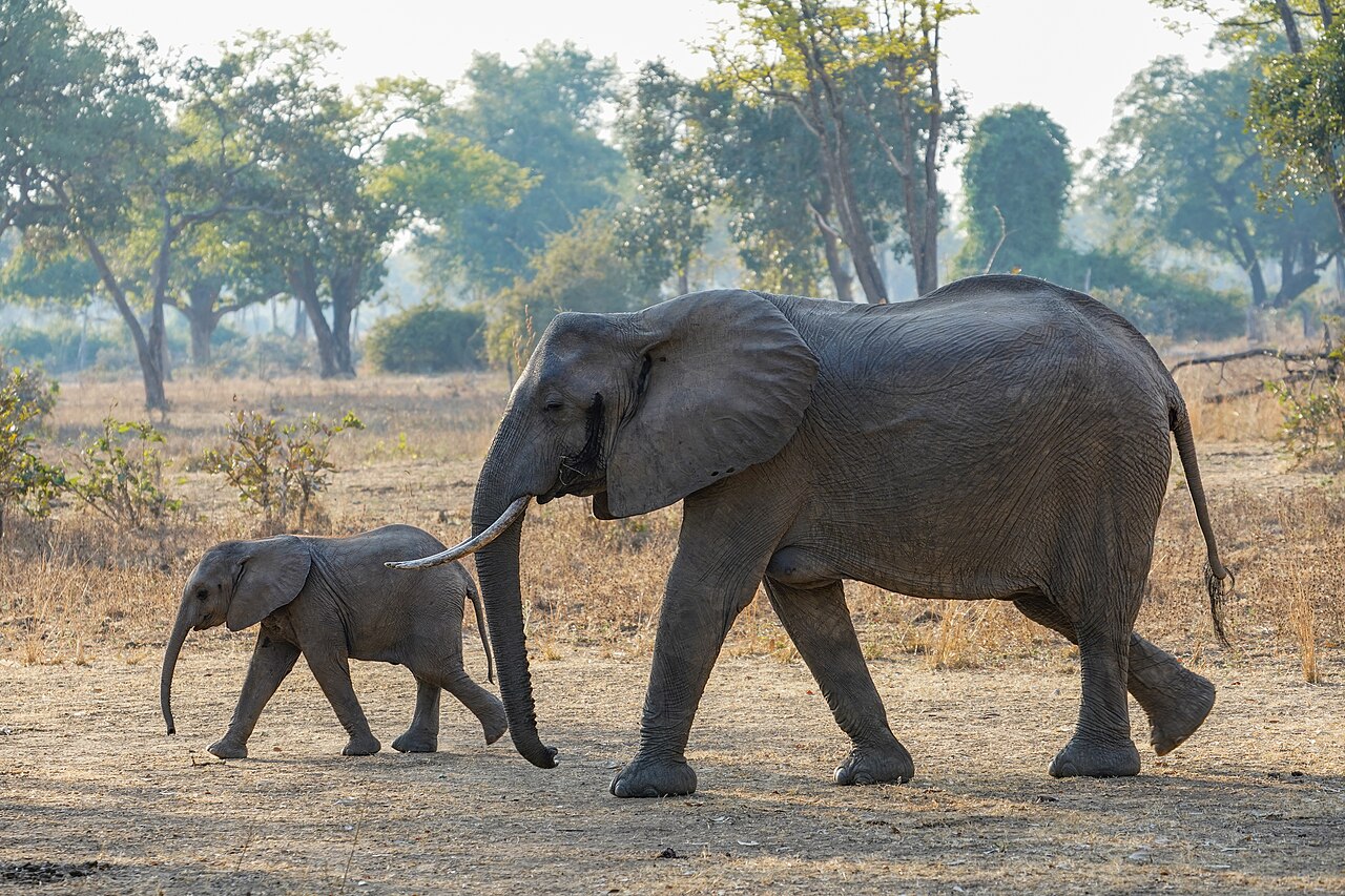 Female African bush elephant walking with calf in South Luangwa National Park