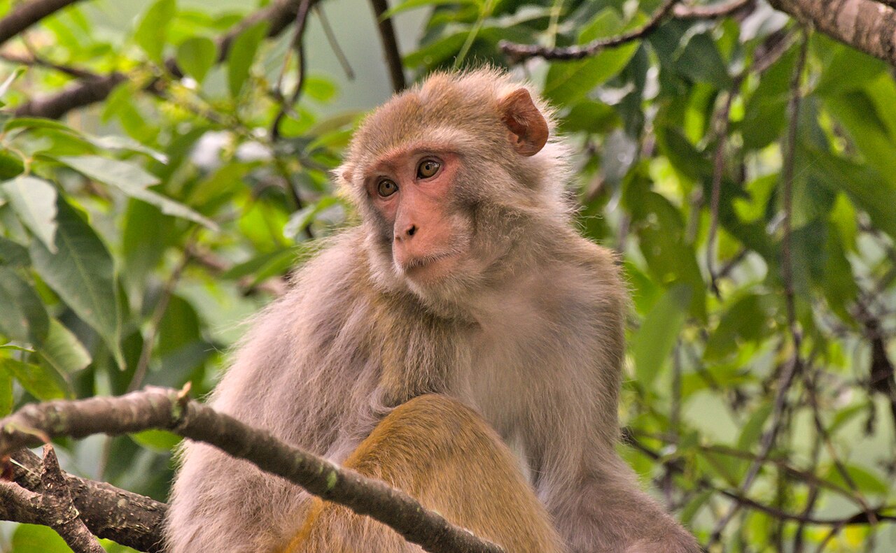 Adult female rhesus macaque sitting in a tree