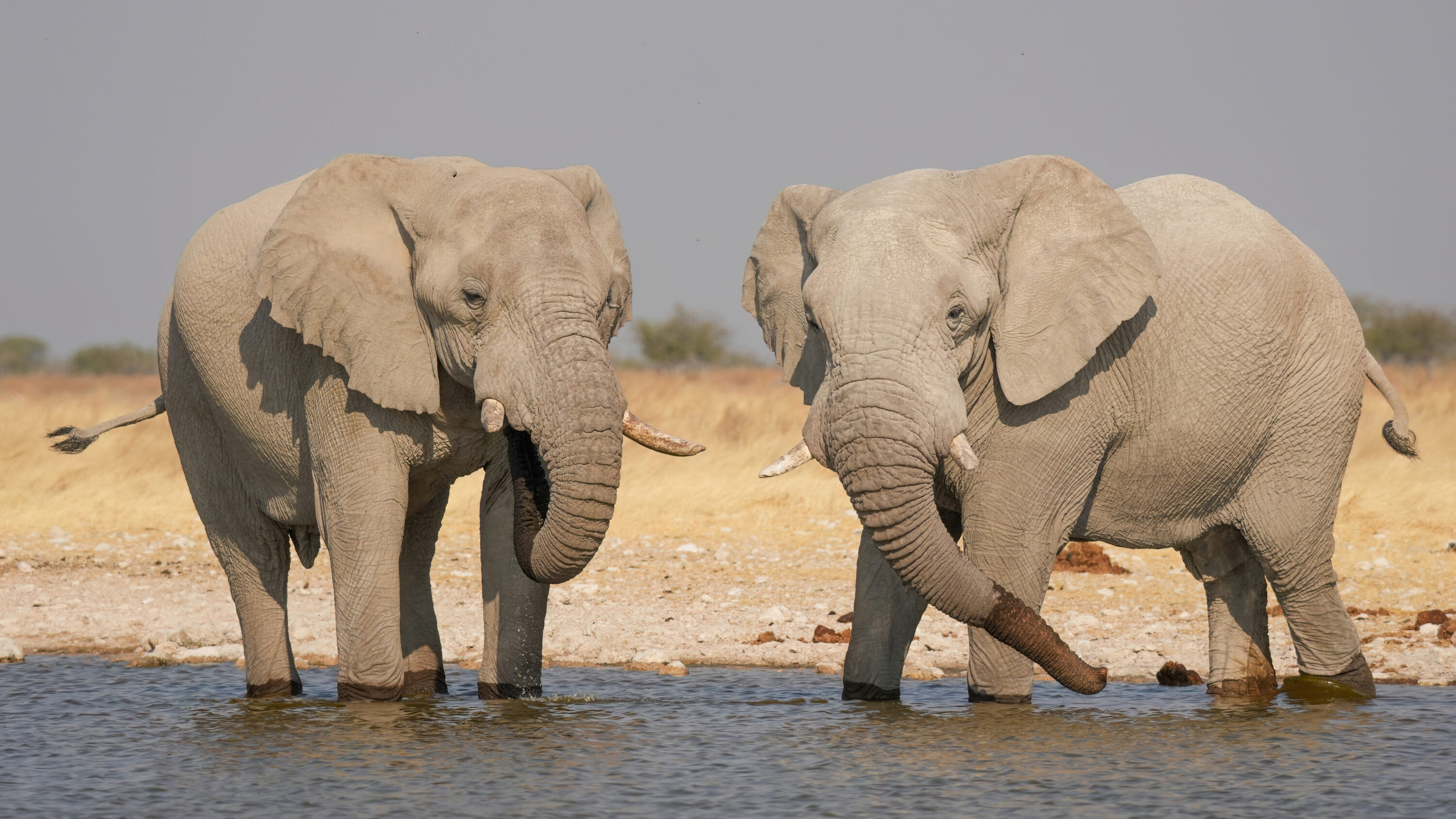 Wild African bush elephants standing near each other at waterhole in Etosha