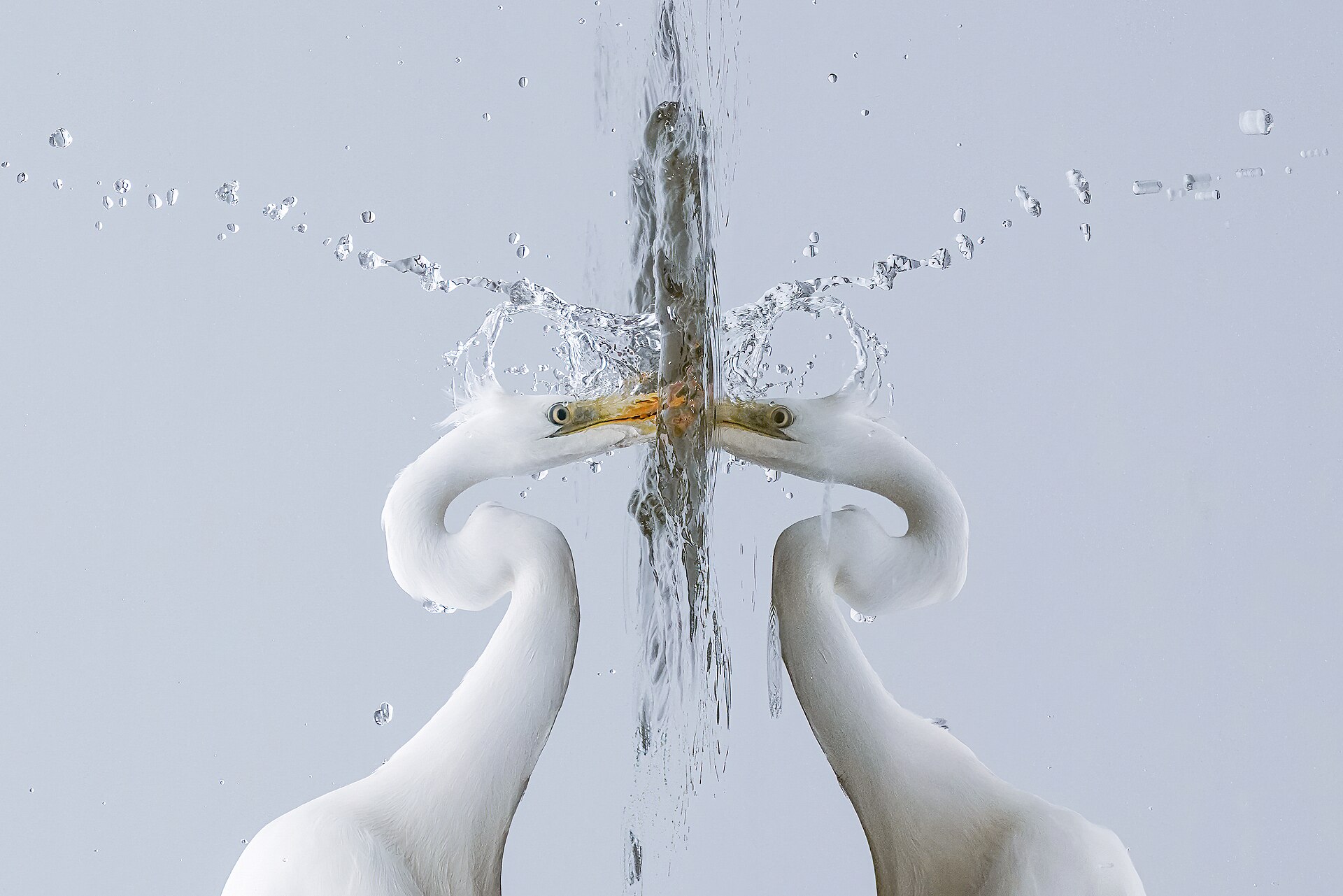 Inside the great egret’s eye: a detailed anatomical portrait