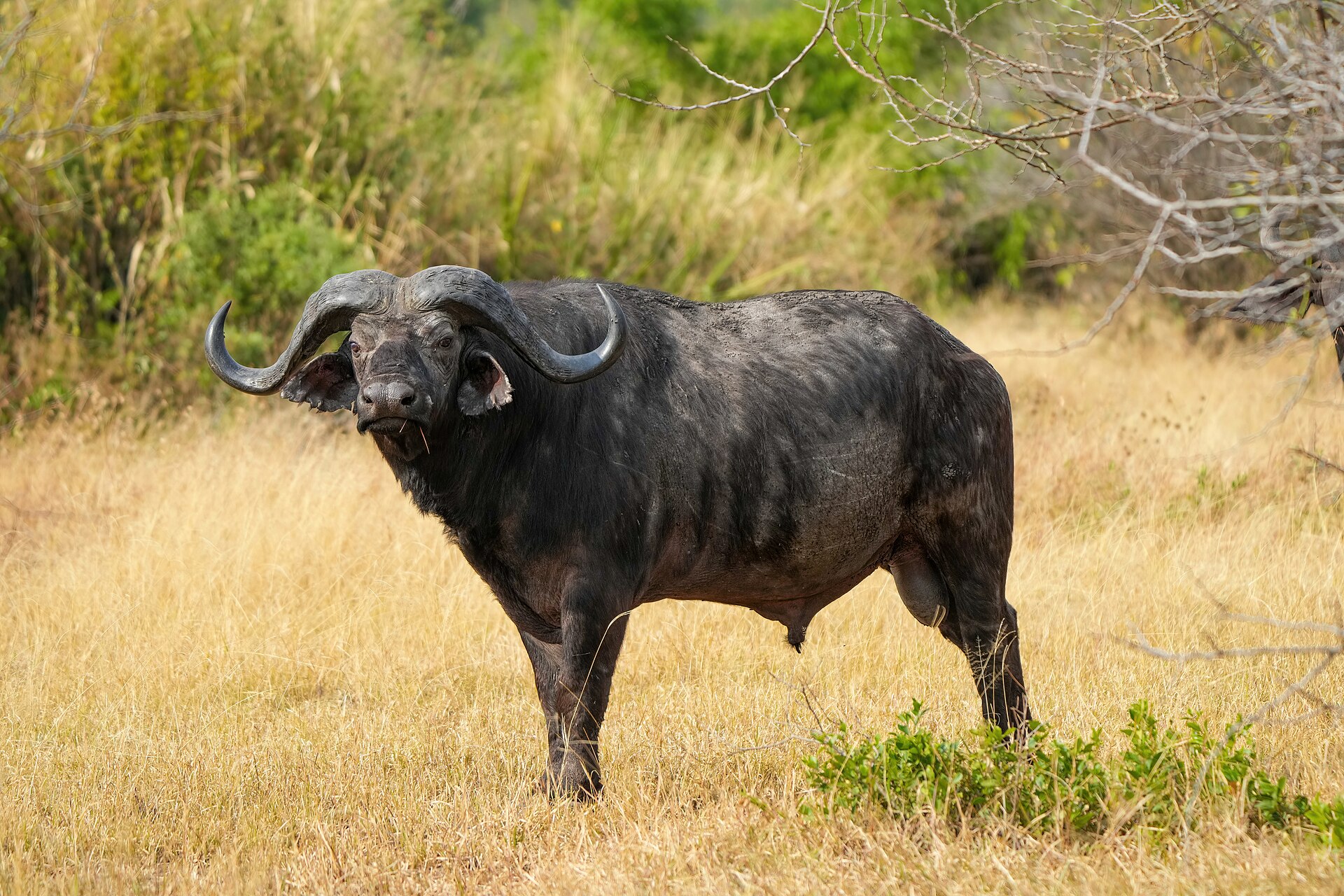 Elephants and buffalo showed the clearest signs of range expansion after translocation in Malawi