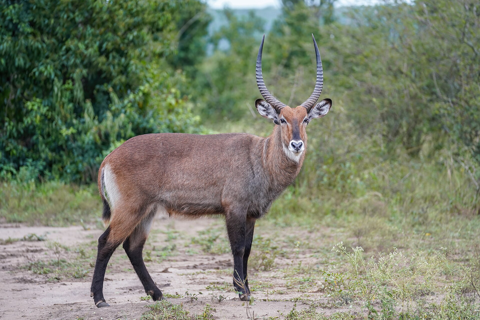 Two arrested after suspected waterbuck poaching