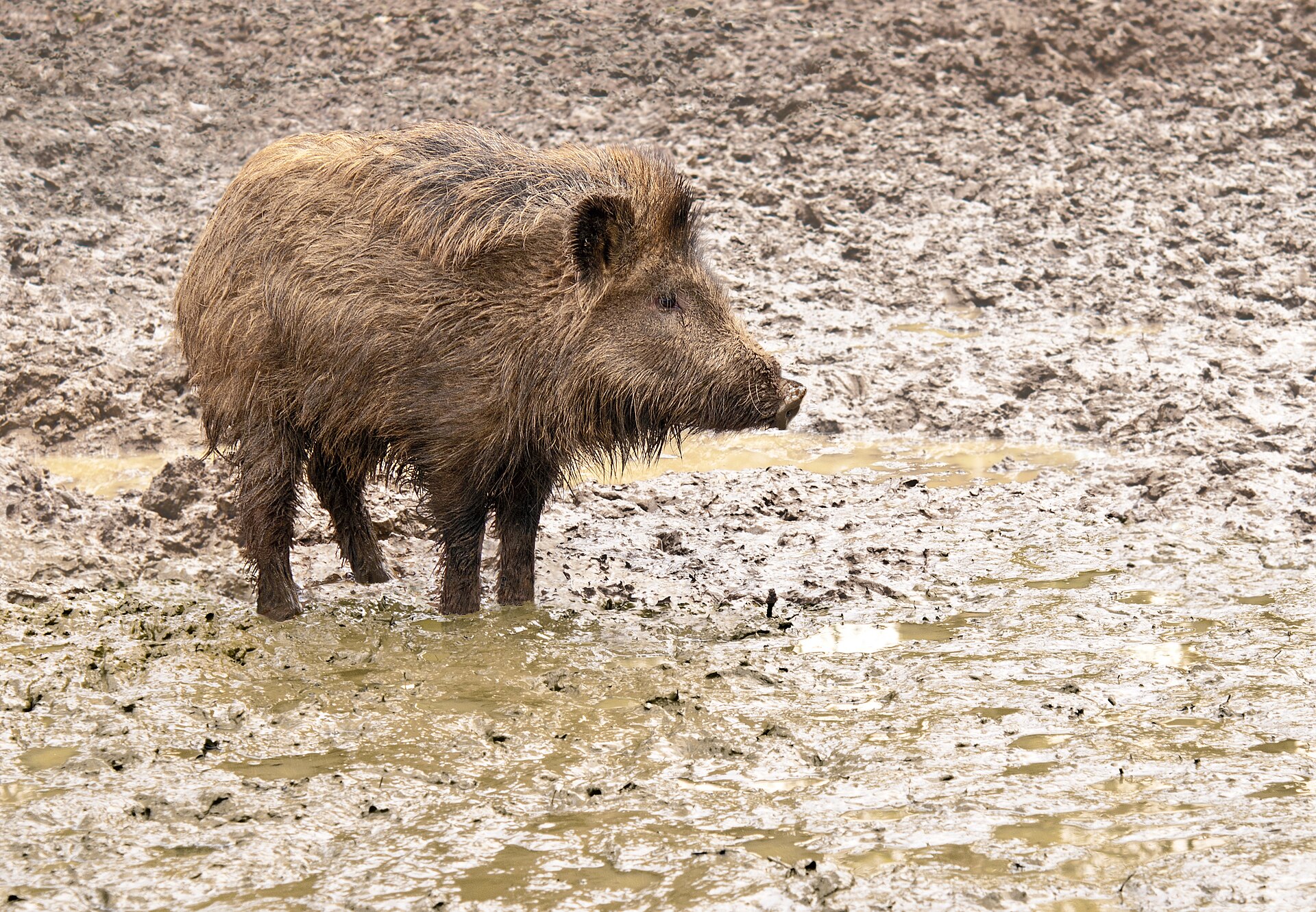 Wild boar choose different tree-rubbing sites as seasons change