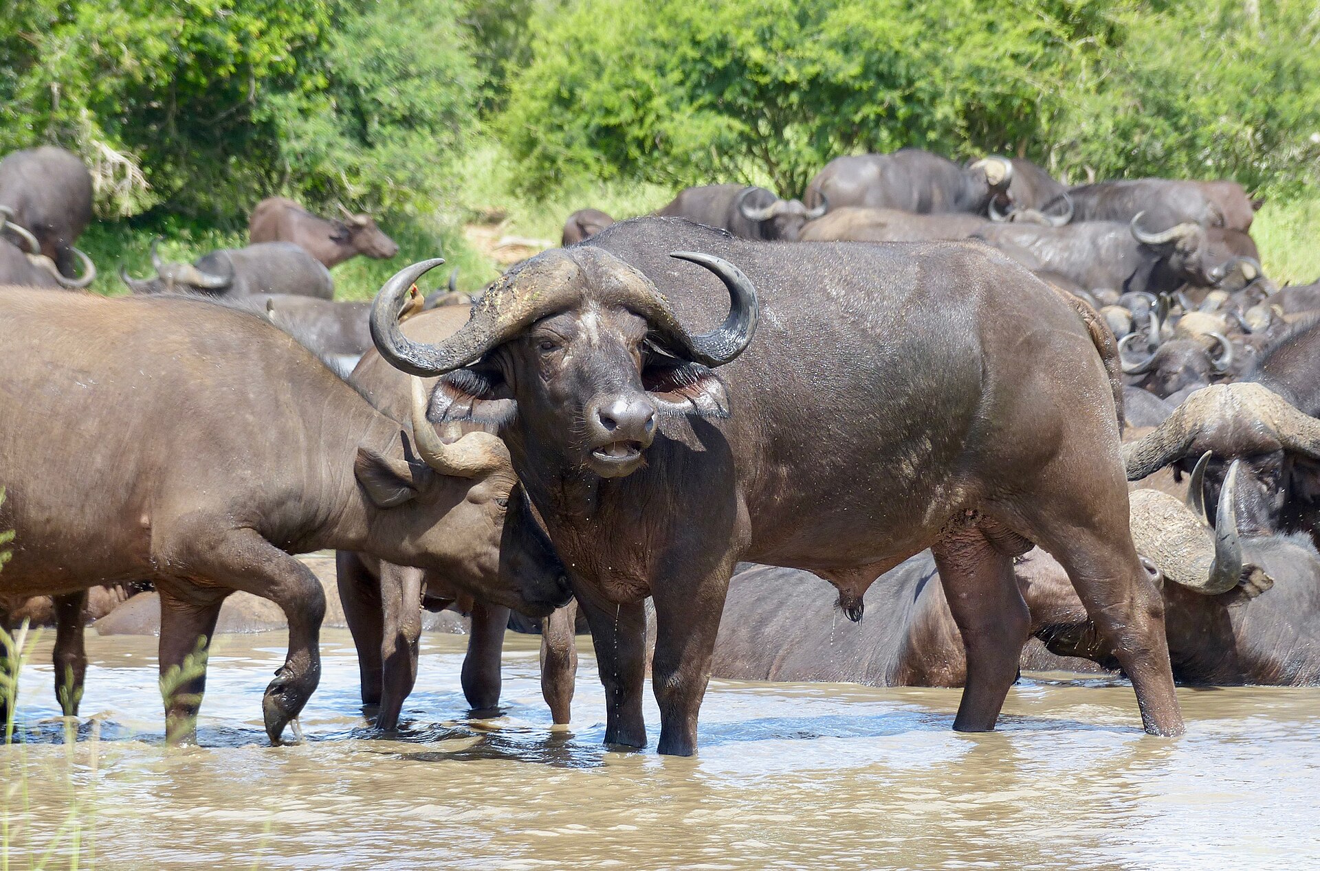Wild African buffaloes drinking at a waterhole