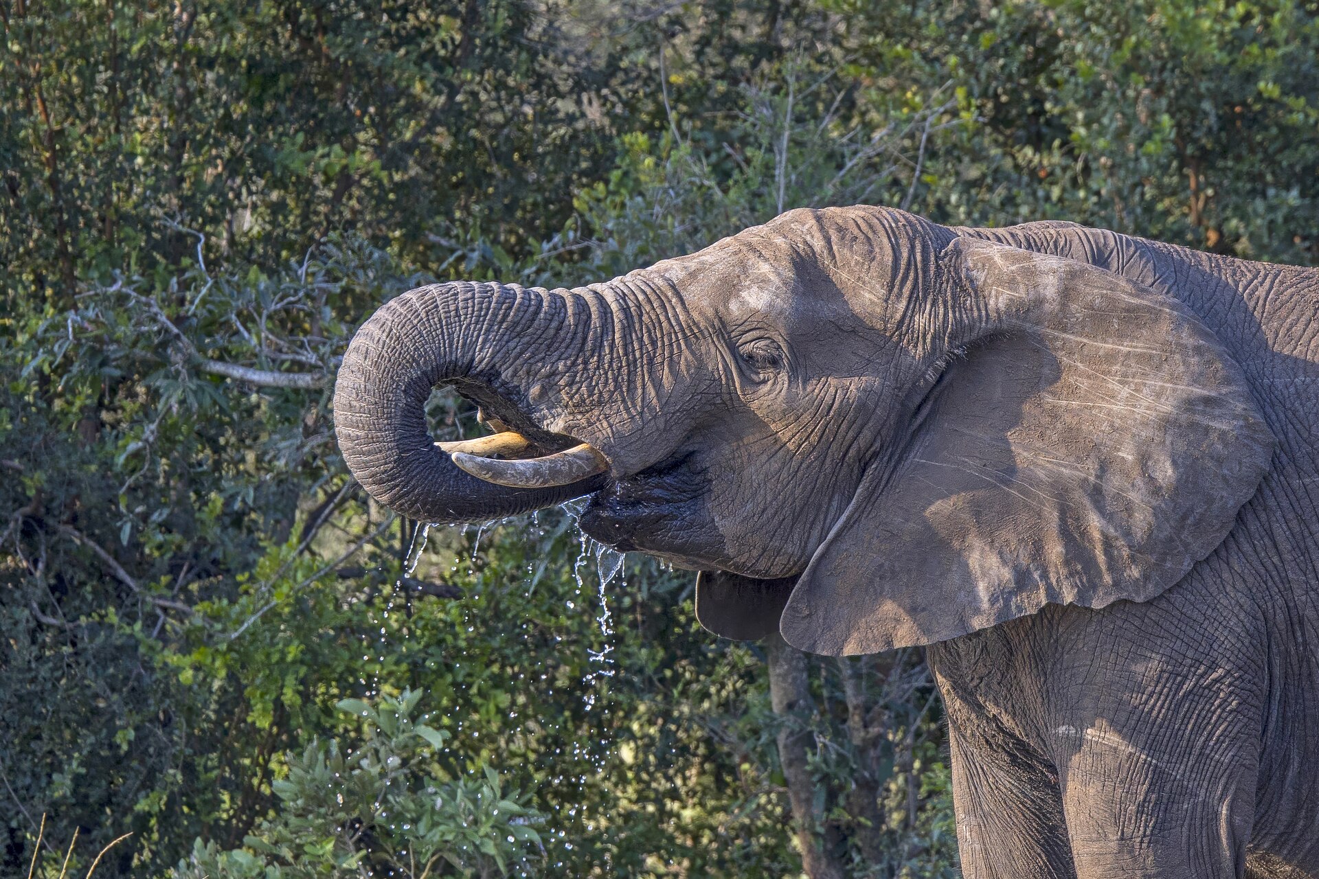 Vibrational signatures in ivory do not reliably distinguish elephant species