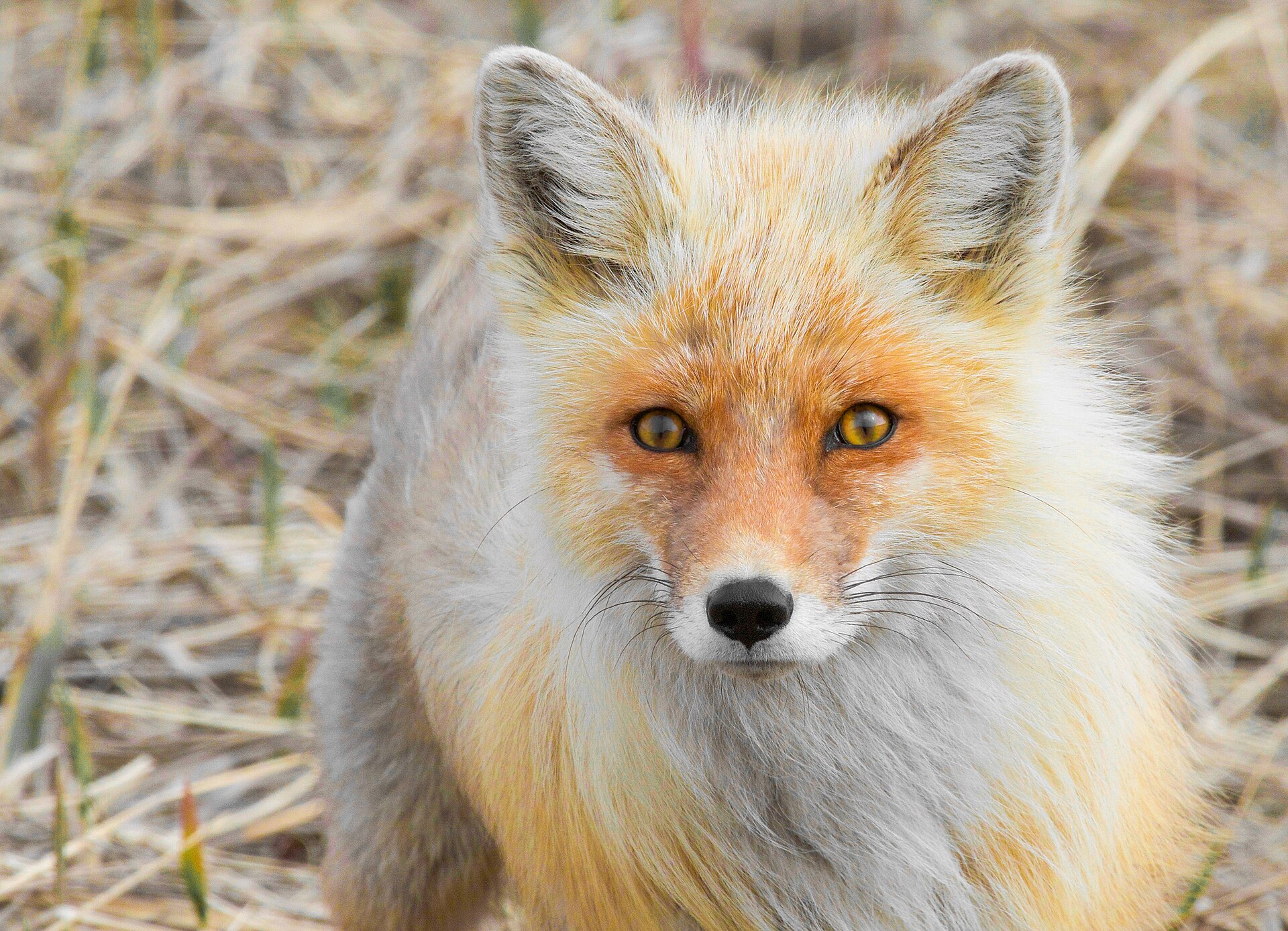 Rodents Were the Most Frequent Food Remains in Red Fox Scats from Kashmir