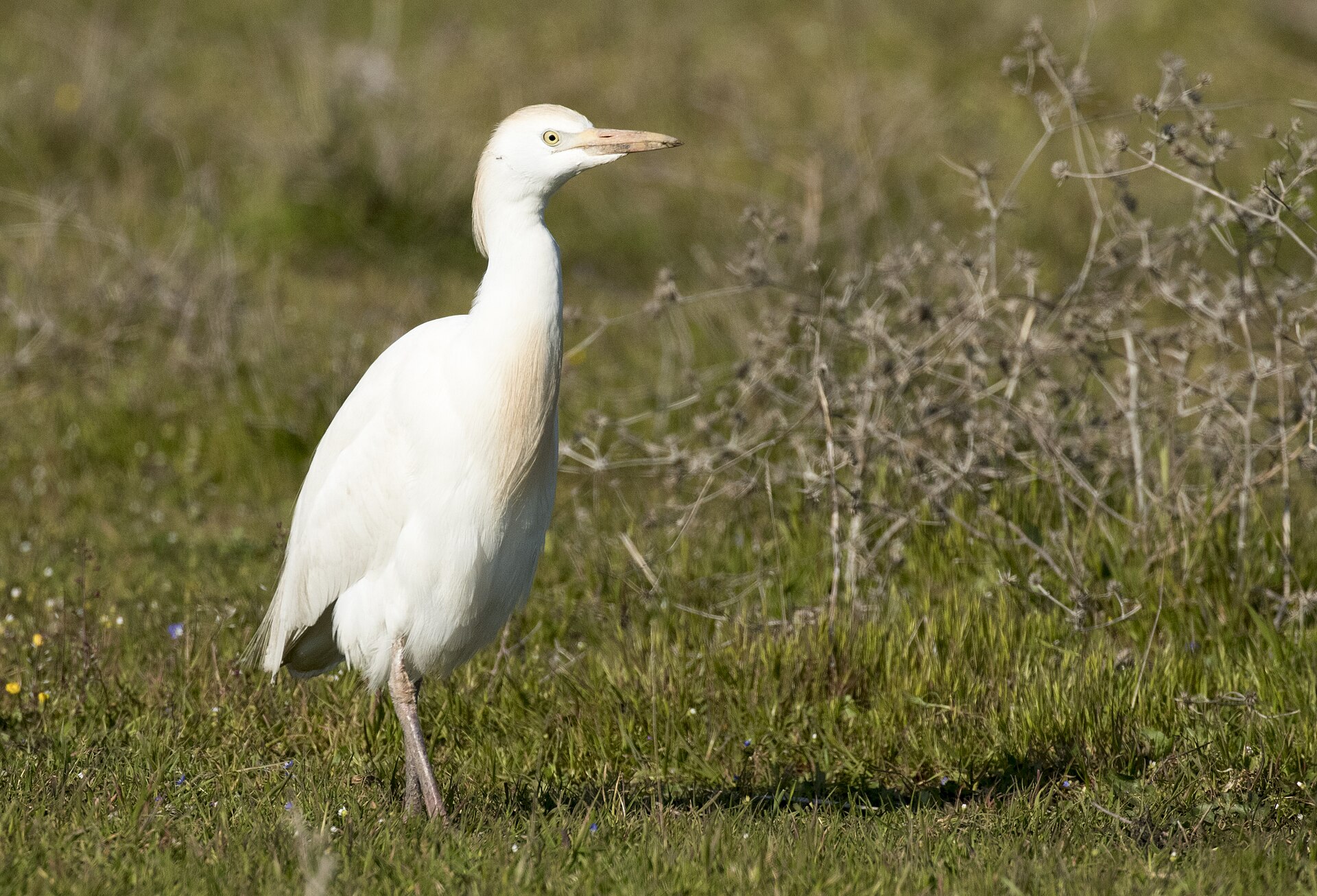 Wild Western Cattle Egret in natural habitat at Adana, Turkey