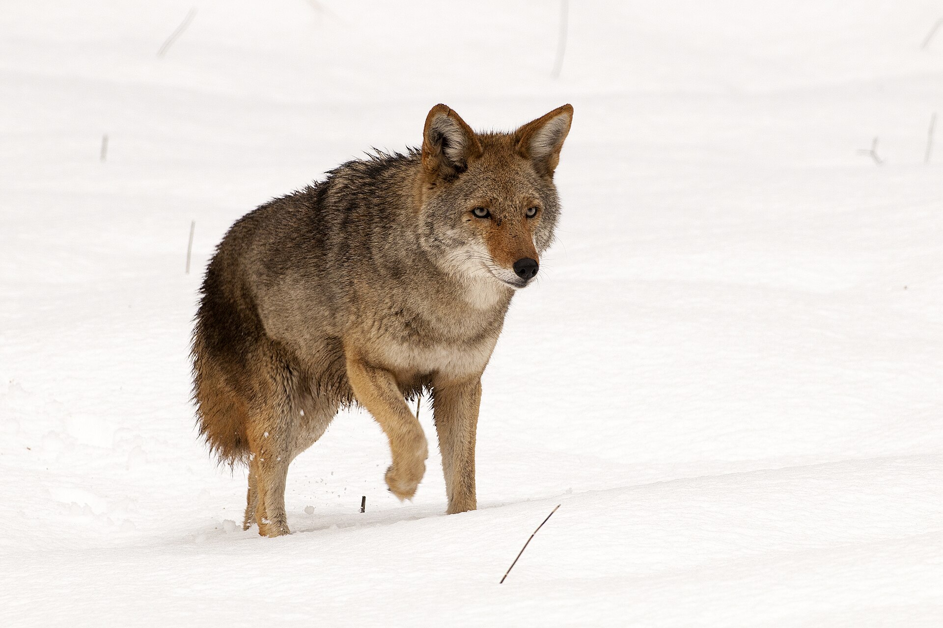 Coyote tapeworm infection is linked to farmland and managed green space near Chicago