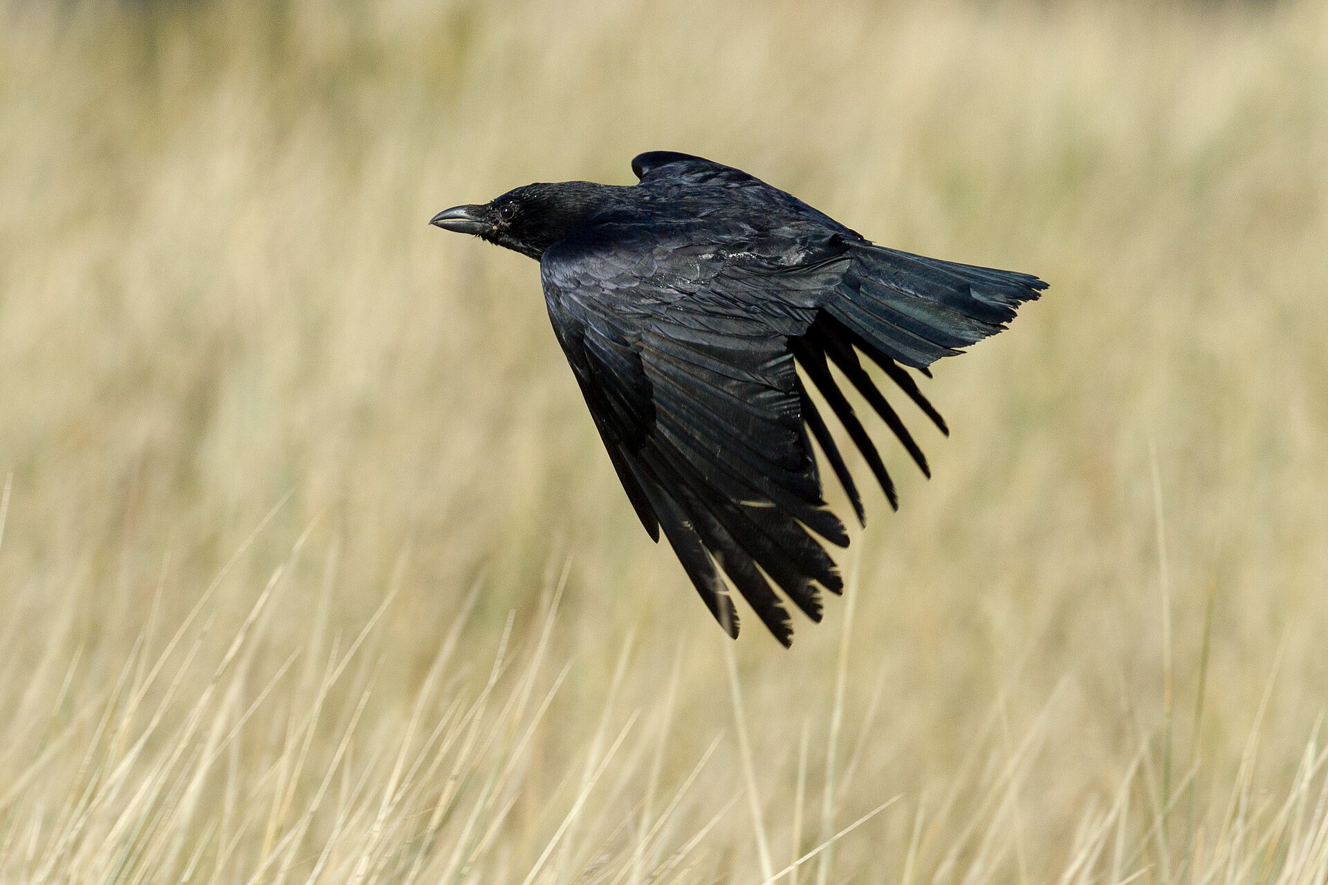 Crows find it harder to switch to vocalizing than to pecking