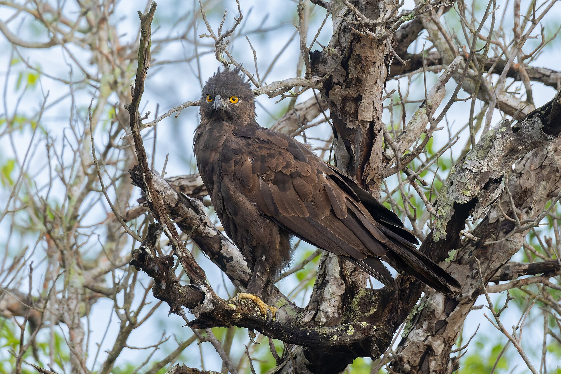 Indiaskogørn (Nisaetus cirrhatus) på en grein i Sundarbans nasjonalpark, India