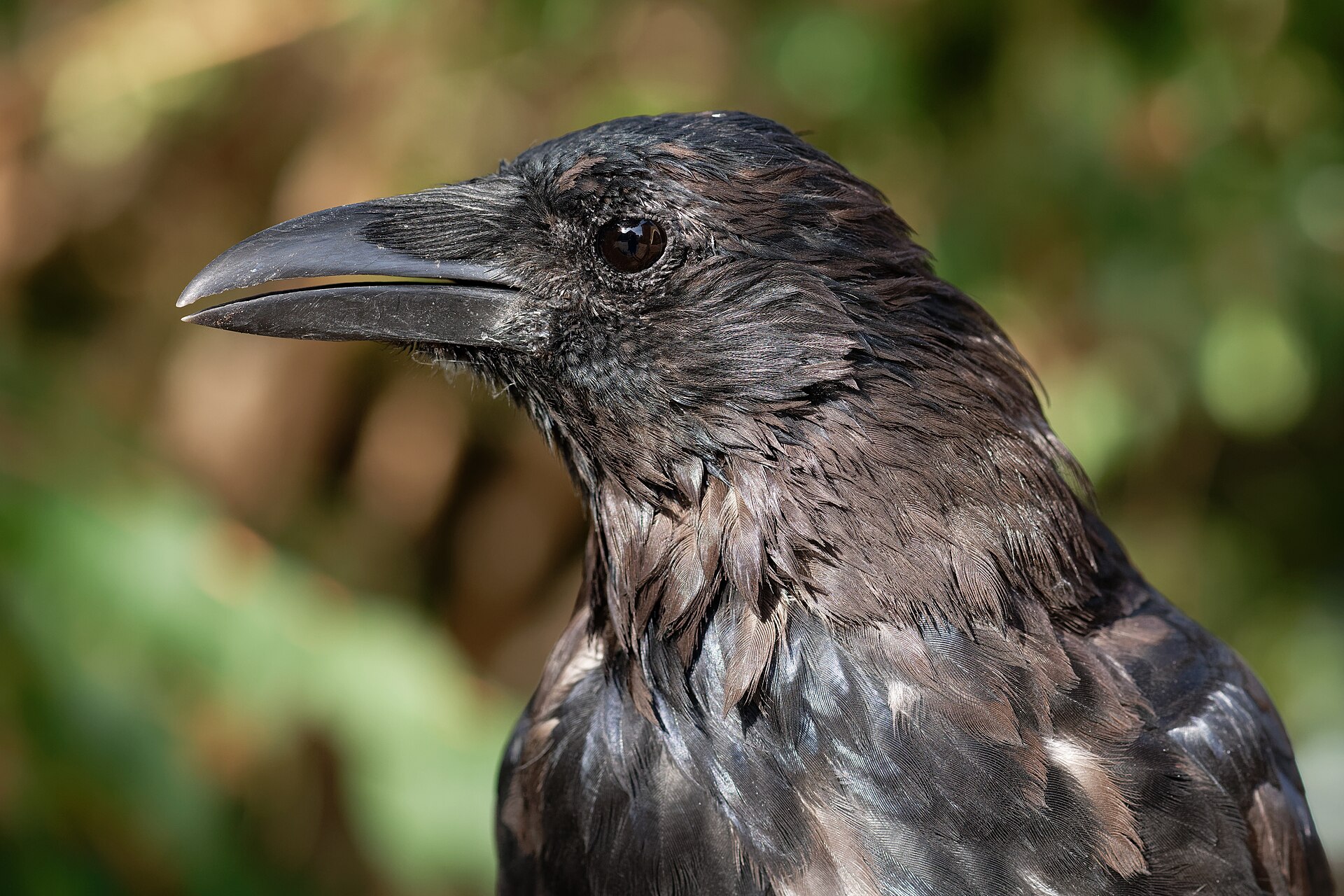 Carrion Crows Decide Which Way Dots Move in About 235 Milliseconds