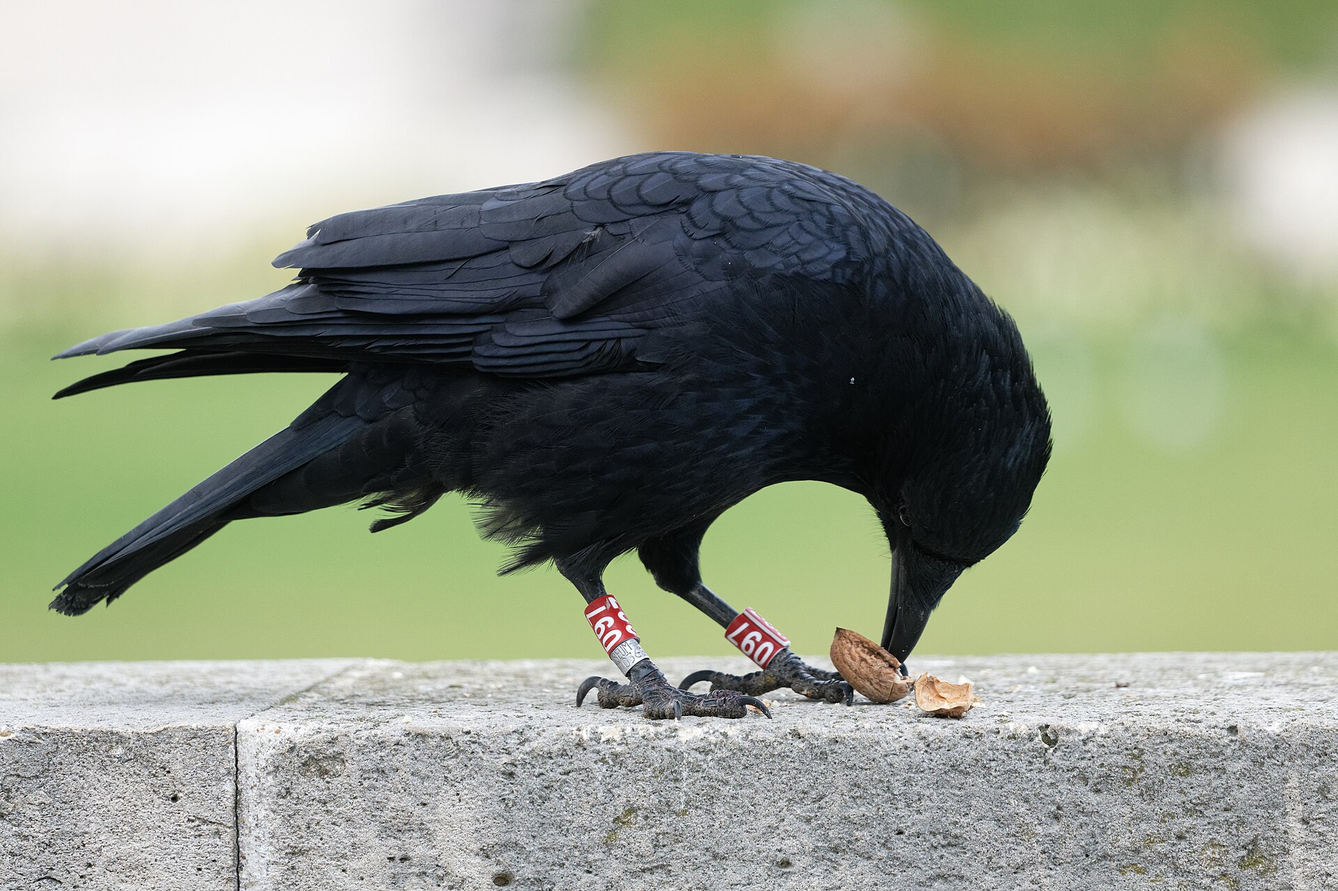 Size and Weight Help Wild Carrion Crows Choose Walnuts