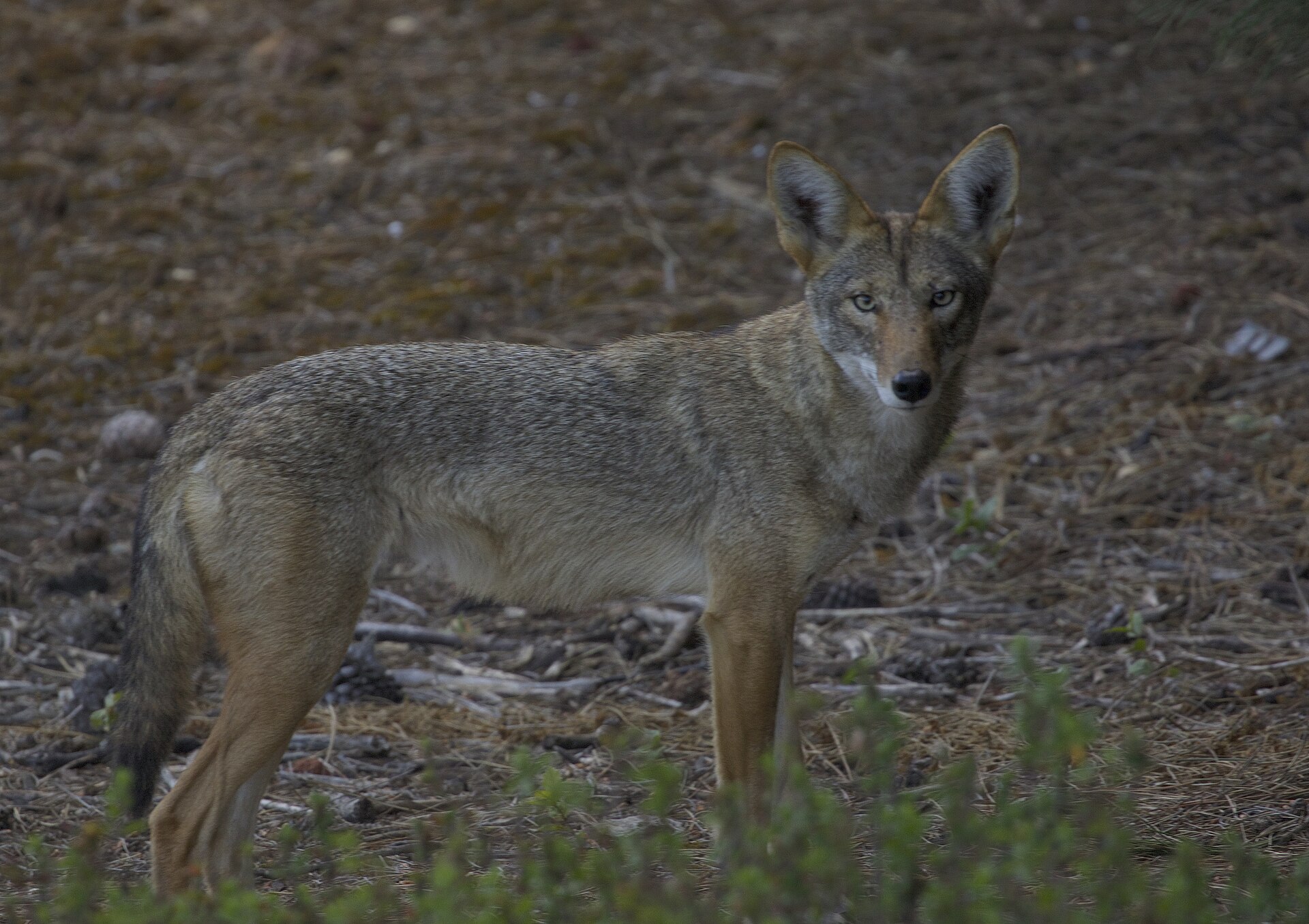 Coyotes and dogs may share a hookworm that can infect people