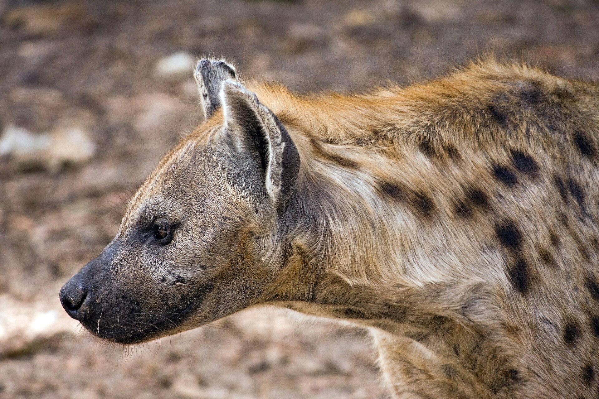 Spotted hyenas appeared near livestock enclosures more often in rainy months and on darker nights