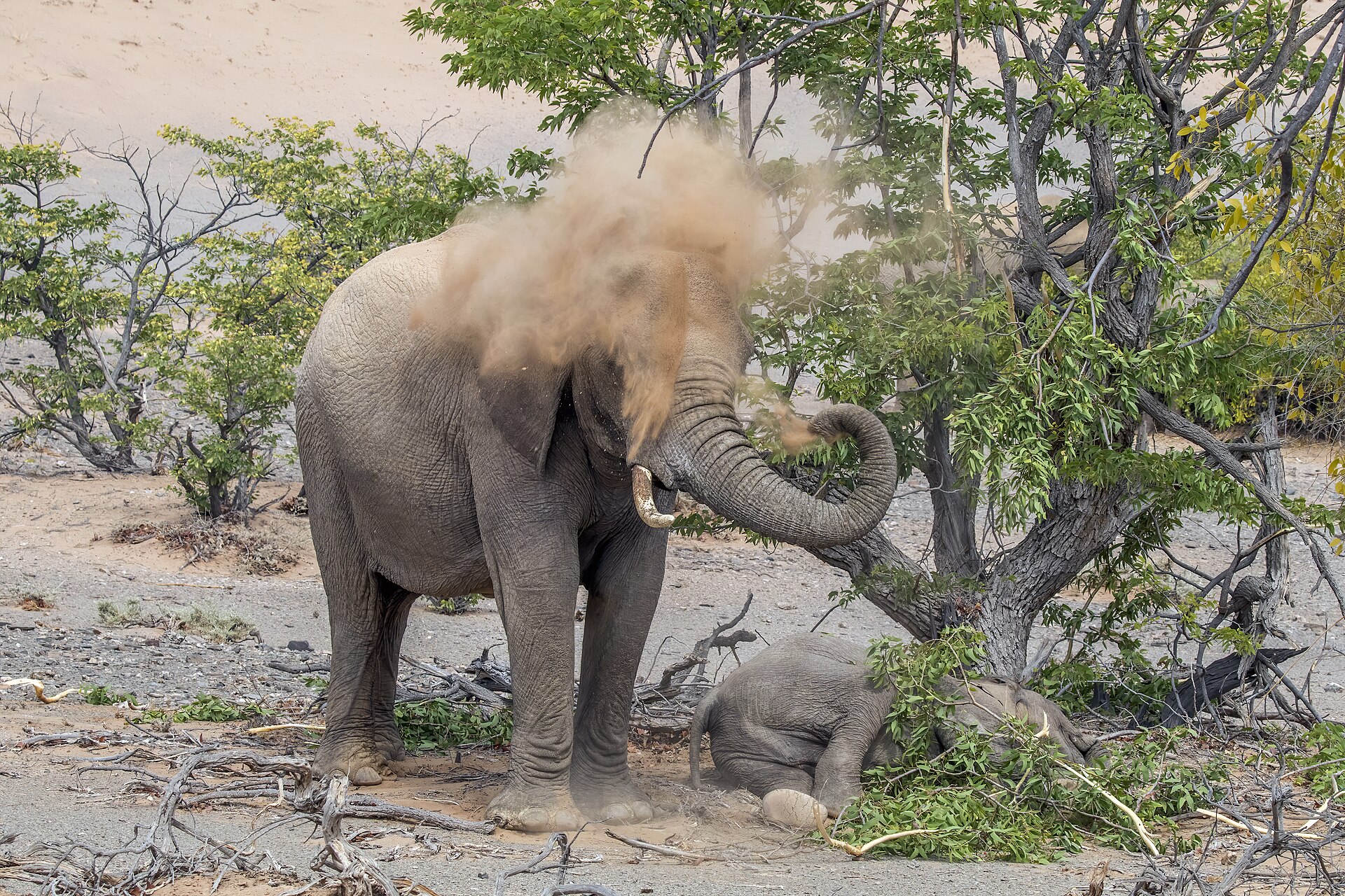 Elephants Have Unusual Enzyme Genes for Processing Foreign Compounds